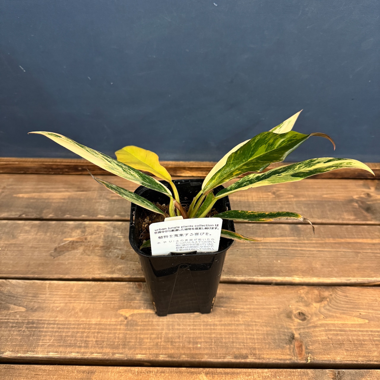 【クリアランス】フィロデンドロン キャラメルマーブル【995】