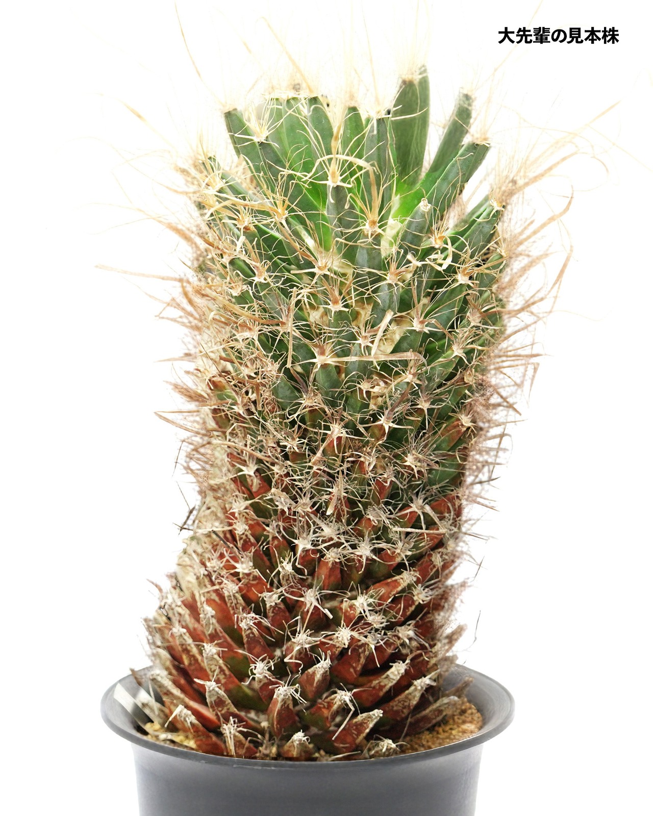 発根済カット苗 レウクテンベルギア 晃山 M Leuchtenbergia principis