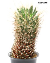発根済カット苗 レウクテンベルギア 晃山 M Leuchtenbergia principis