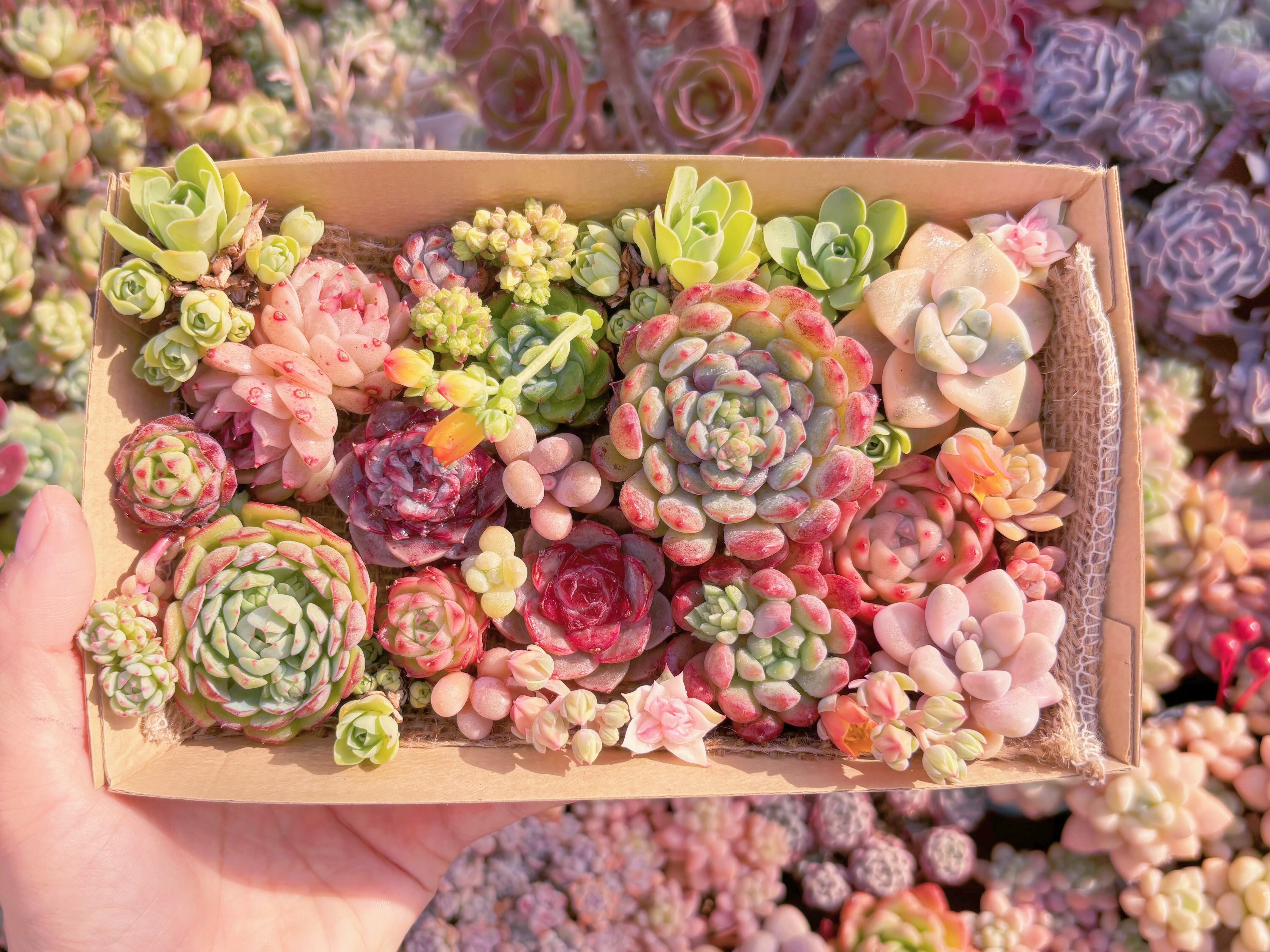 現品　寄せ植えセット#B13　12cmx20cm　るる農園