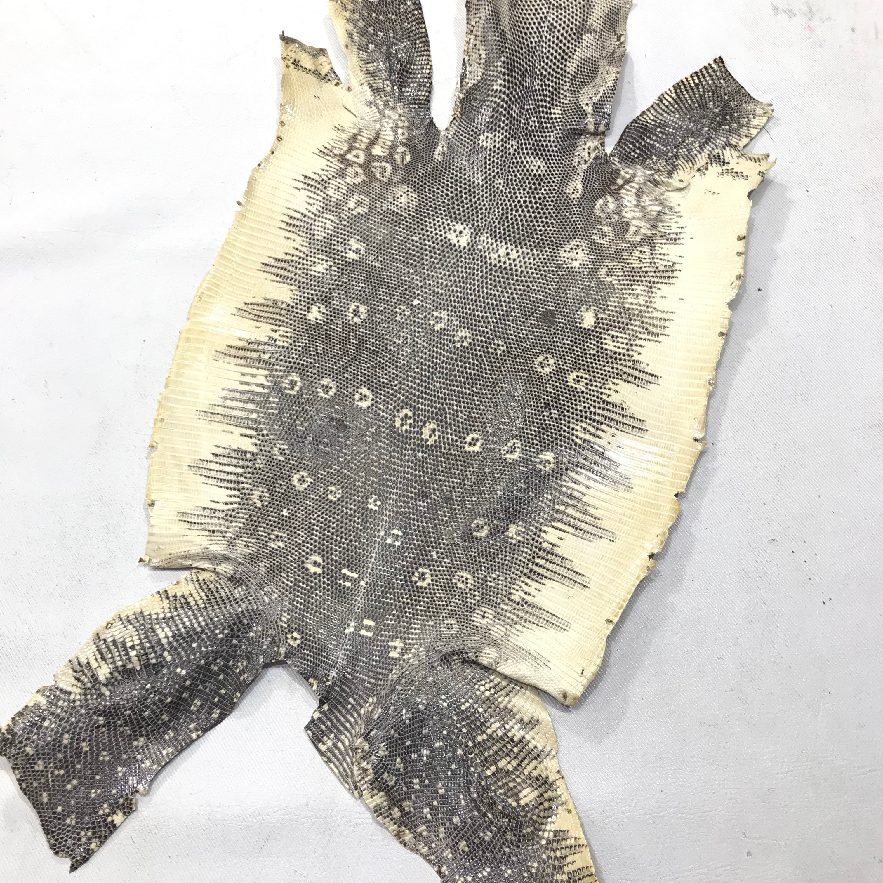 リングマークトカゲ革【約20㎝幅】C8D-032 ※浅草橋駅前店販売商品