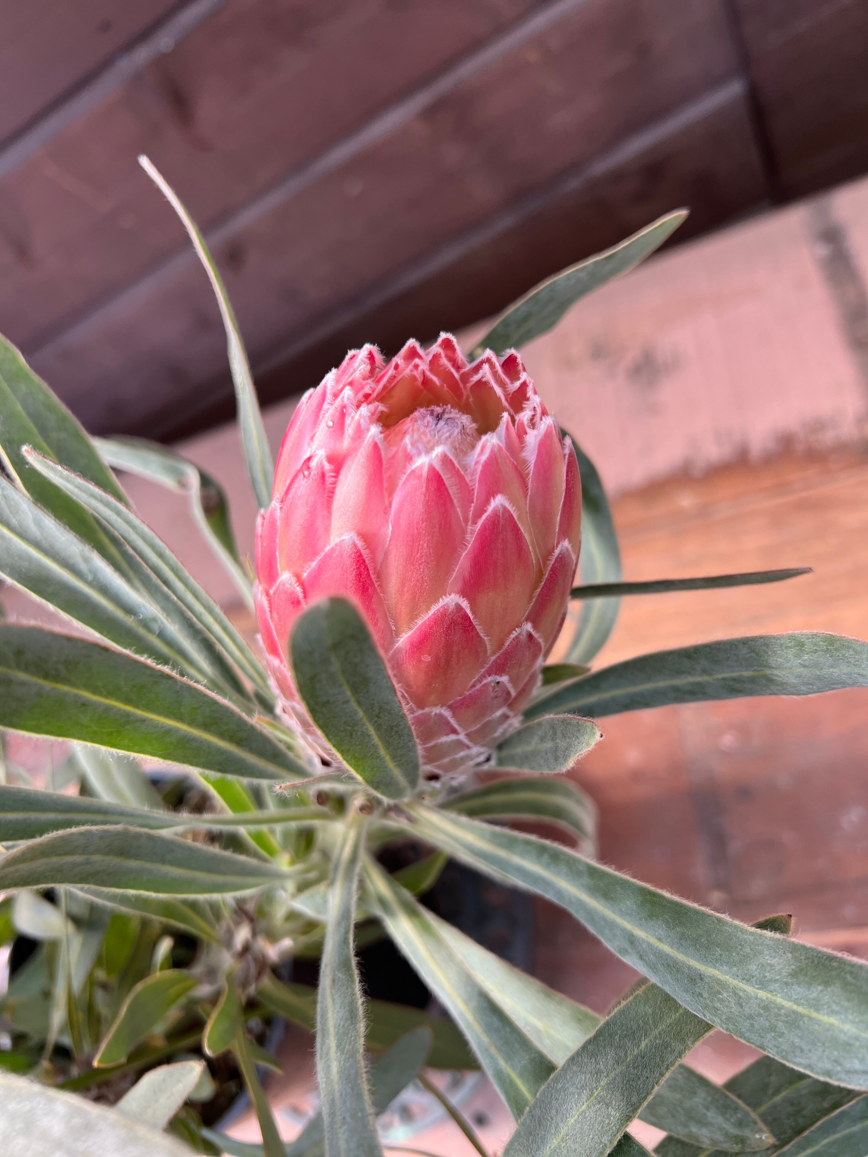 プロテア ジュリエット② 花:7個 | 沼ノ上農園