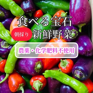 栽培期間中、農薬・化学肥料不使用 『食べる宝石』朝取り新鮮野菜セット 2kg