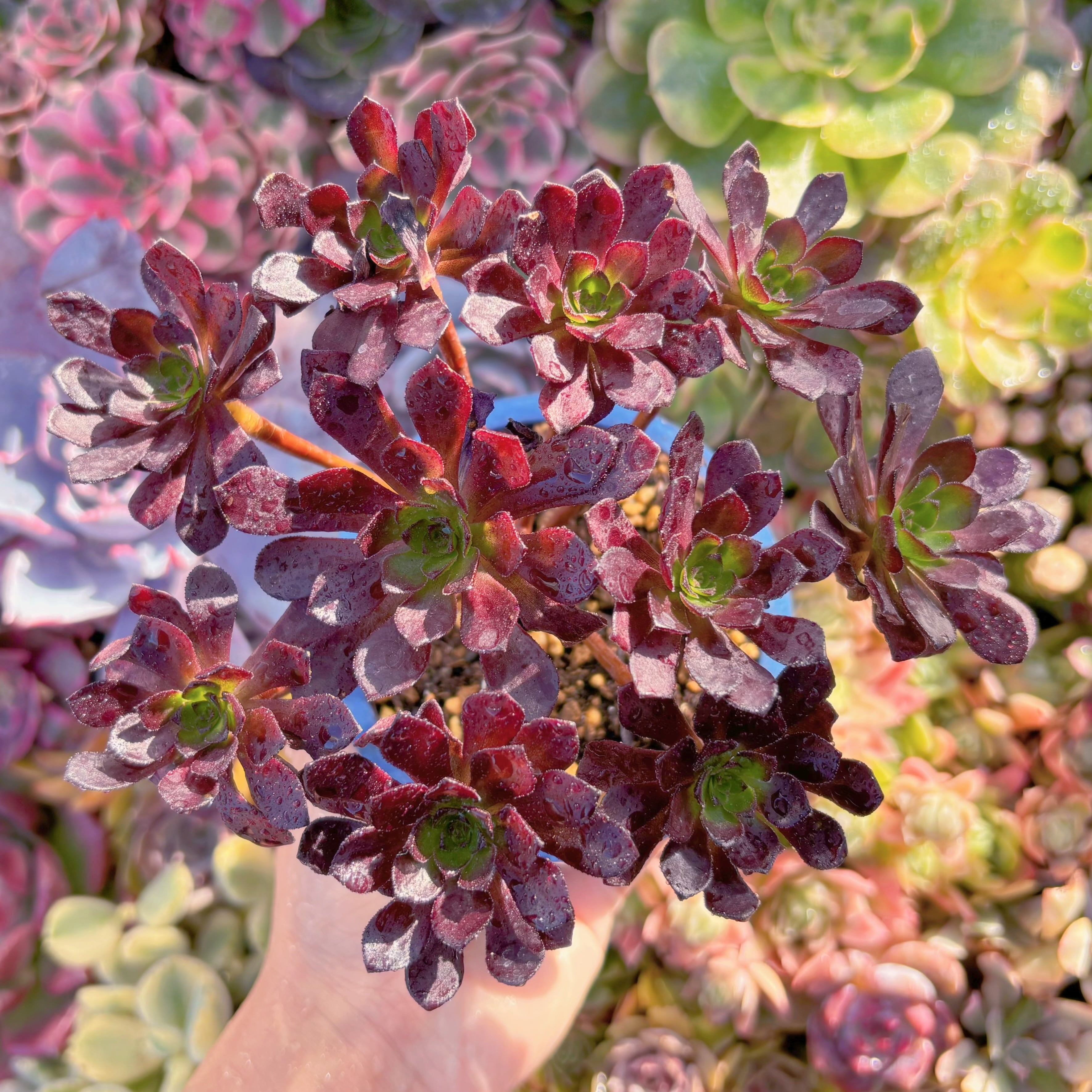 現品　紅日法師#E02　群生　新入荷　るる農園