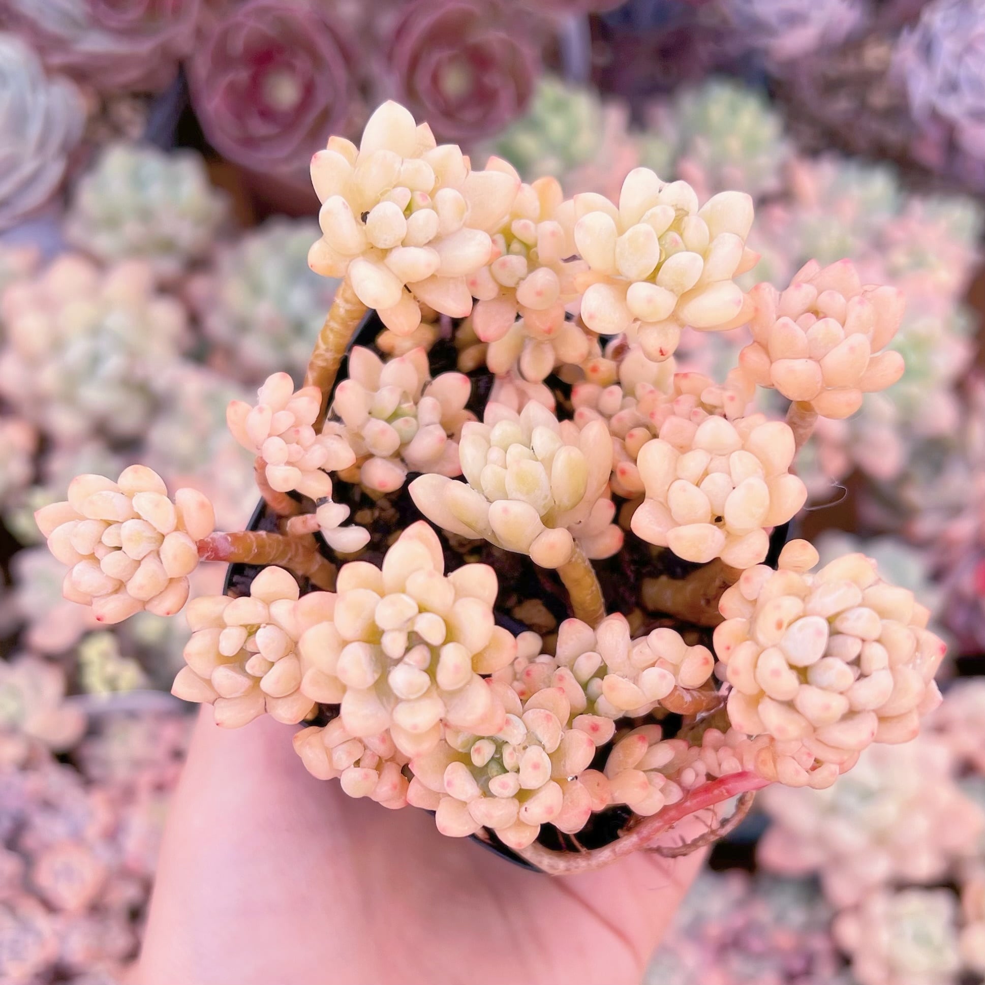 現品　ブルービーン錦#296　るる農園