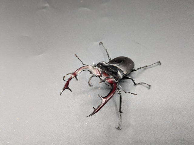 アクベシアヌスミヤマ　♂83ｍｍ♀50ｍｍ