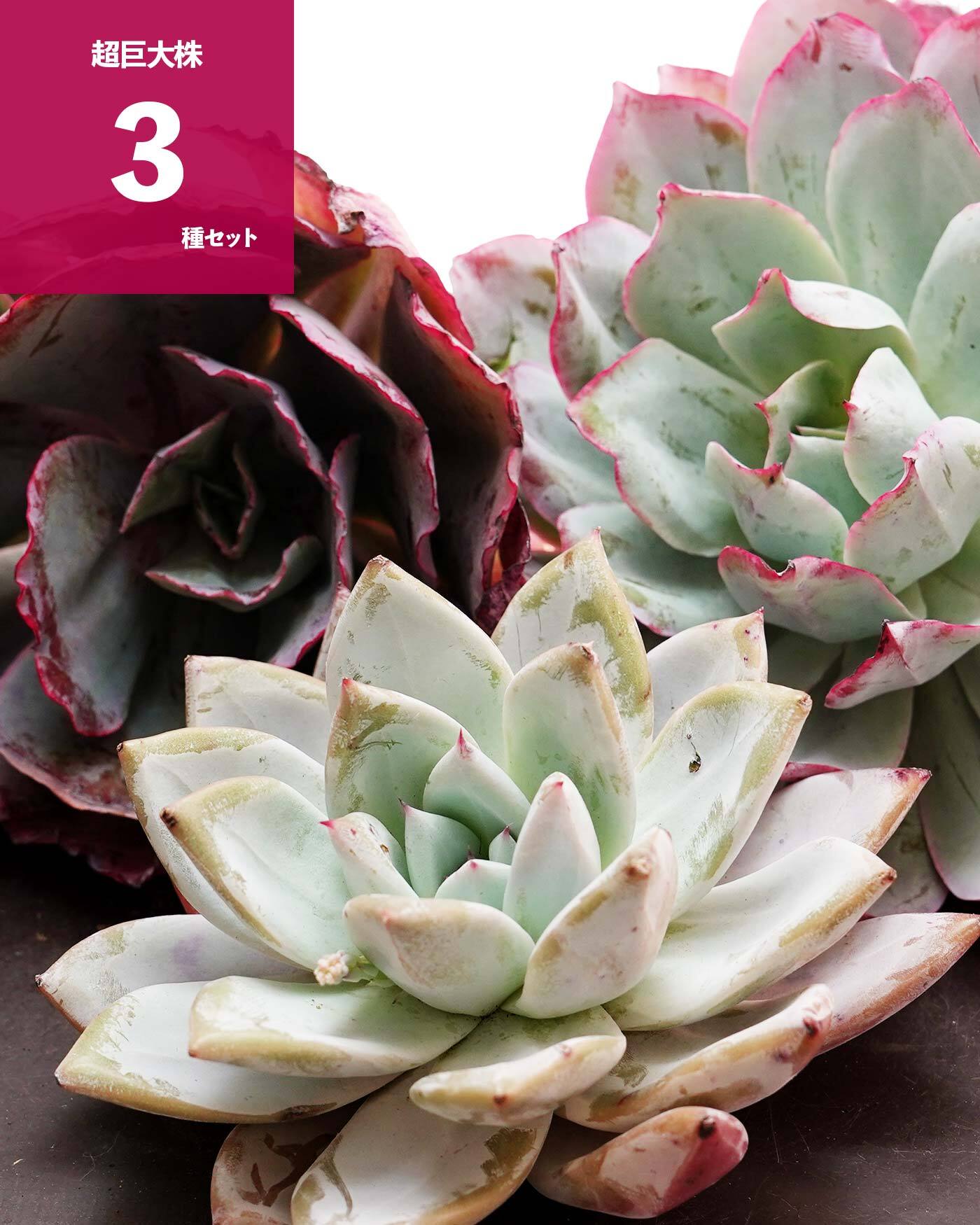 エケベリア（っぽいコ） | PUKUBOOK SUCCULENTS