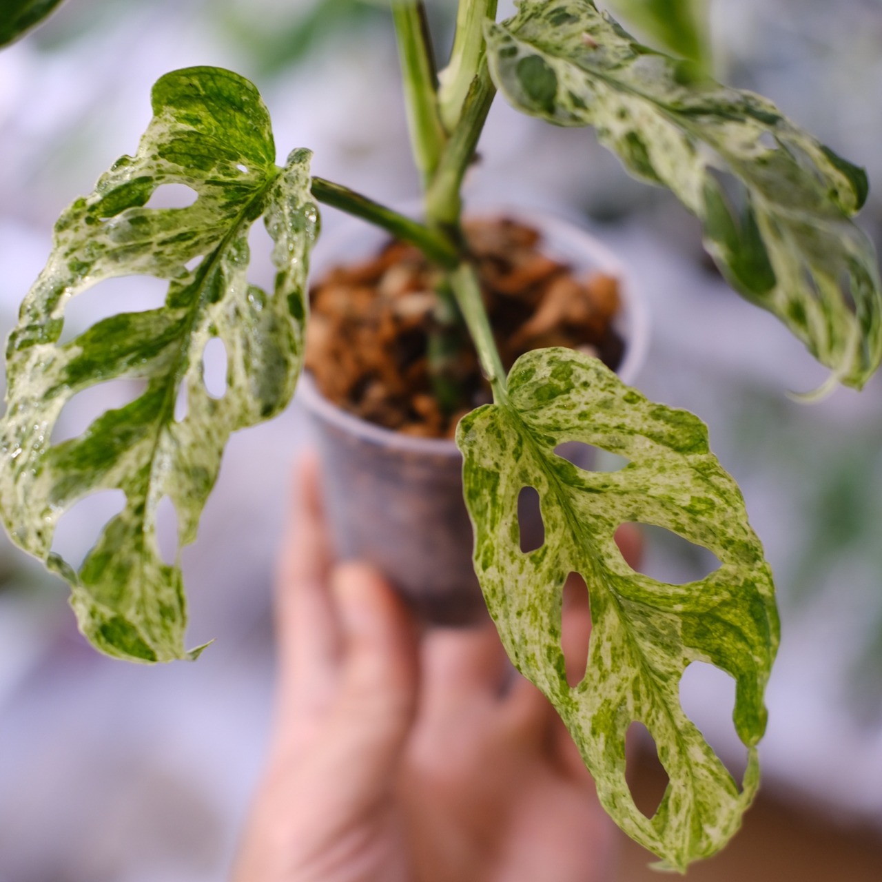 Monstera adansonii Mottled / モンステラ アダンソニー ミント⑫ / 観葉植物<育て方・花言葉>