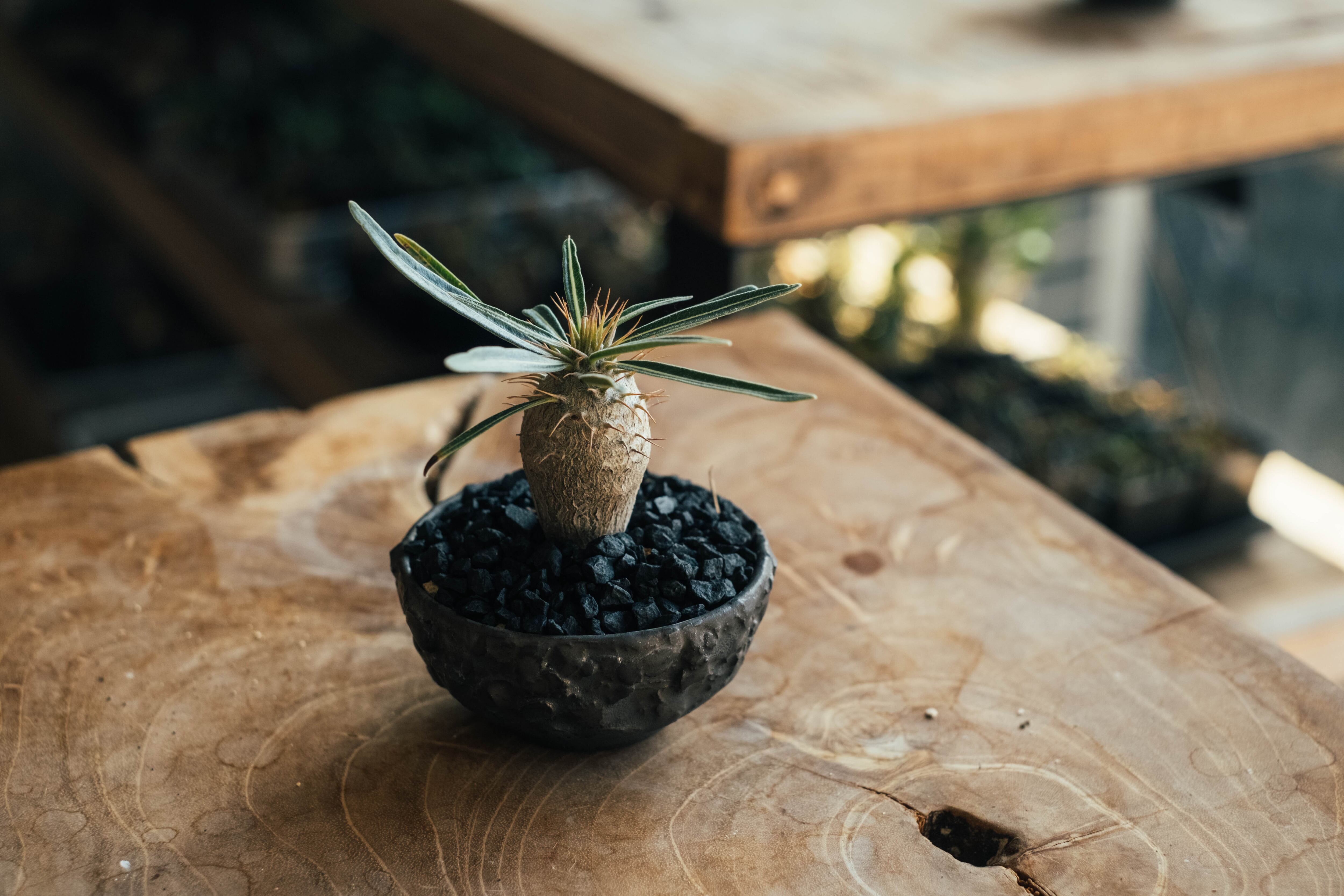 asphalt (S)- TOKYO BOTANICAL POT | TOKYO BOTANICAL LIFE