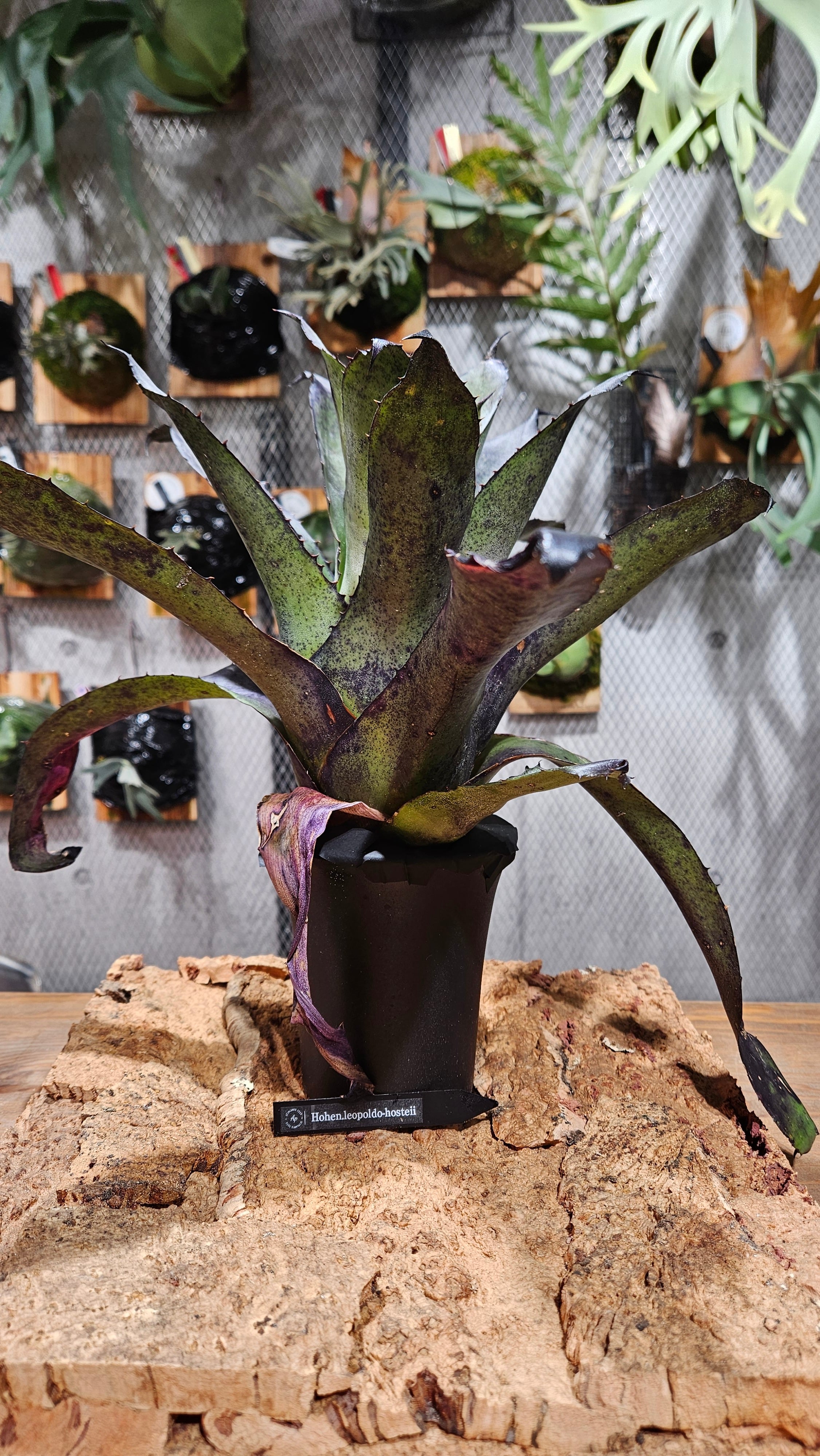 ブロメリア・エアープランツ Hohenbergia Leopoldo-Horstii(Black clone Hohenbergia Leopoldo-Horstii (Black)【artPLANTs/PLANTS GARAGE
