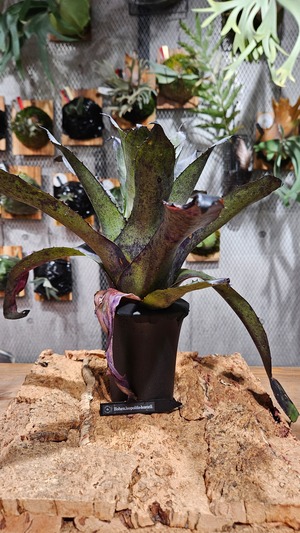 Hohenbergia Leopoldo-Horstii (Black)【artPLANTs/PLANTS GARAGE 】タンクブロメリア#ホヘンベルギア