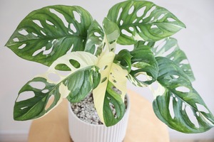 【希少】【M】マドカズラ バリエガータ/Monstera adansonii