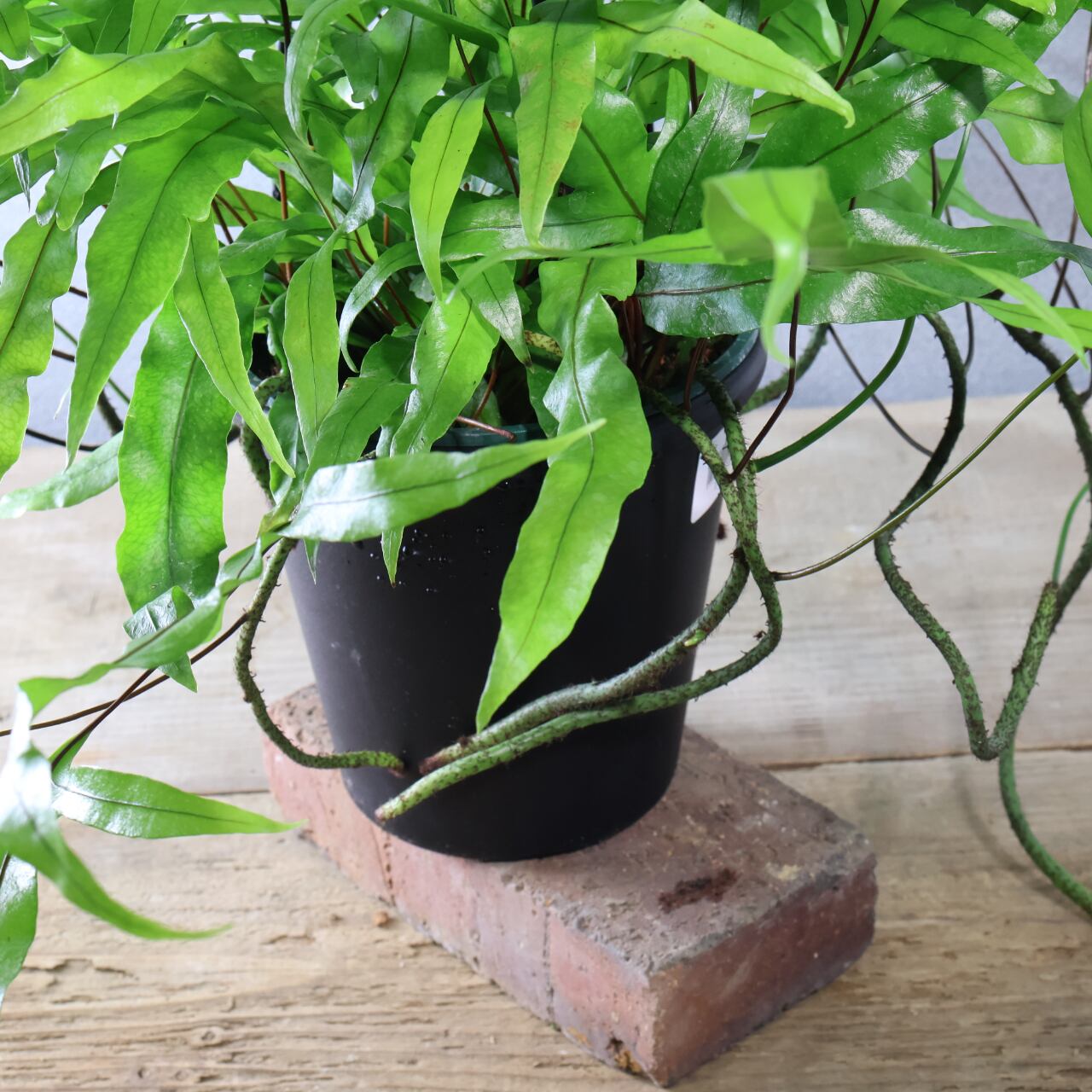 474 根茎が魅せる『カンガルーファーン』吊り鉢 観葉植物【送料無料