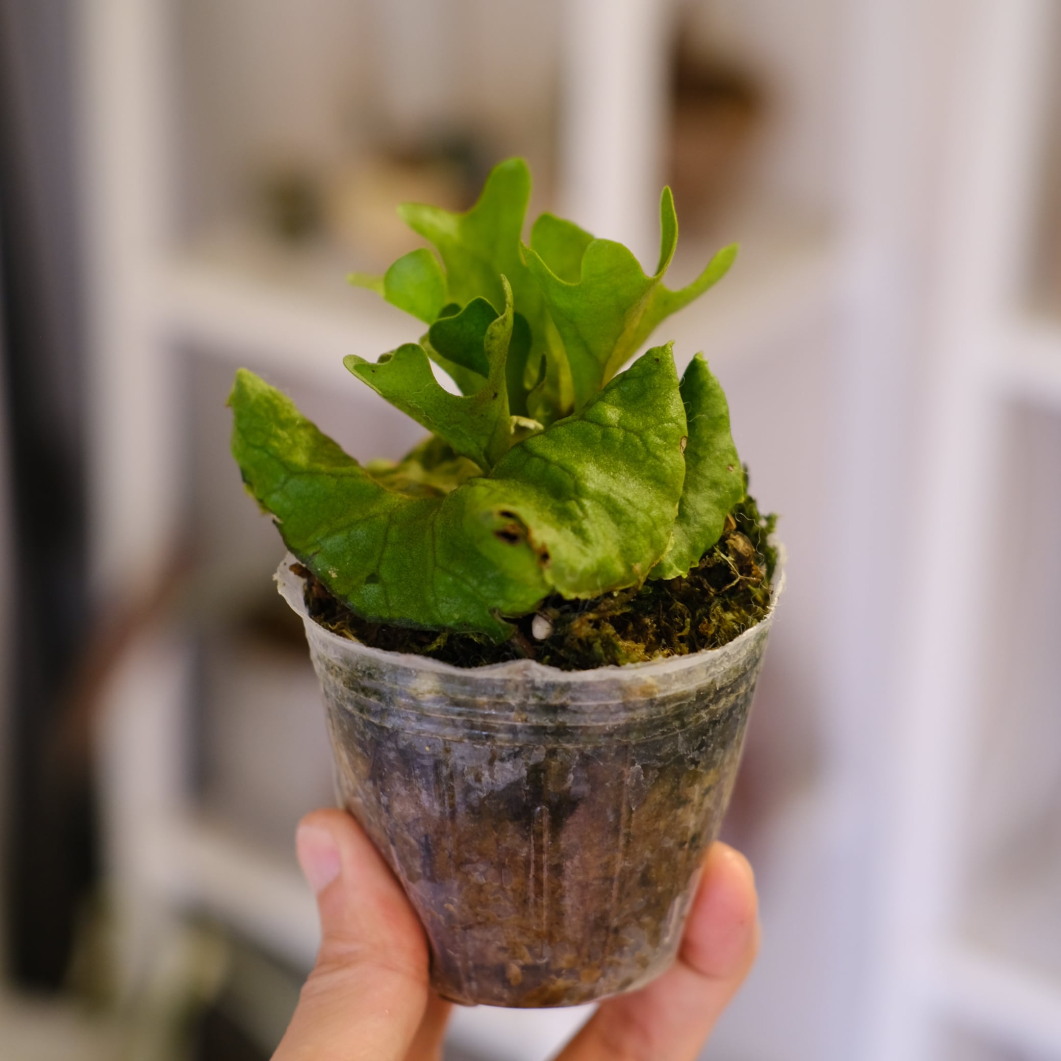 Platycerium ridleyi var. Dwarf & Compact｜ビカクシダ リドレイ