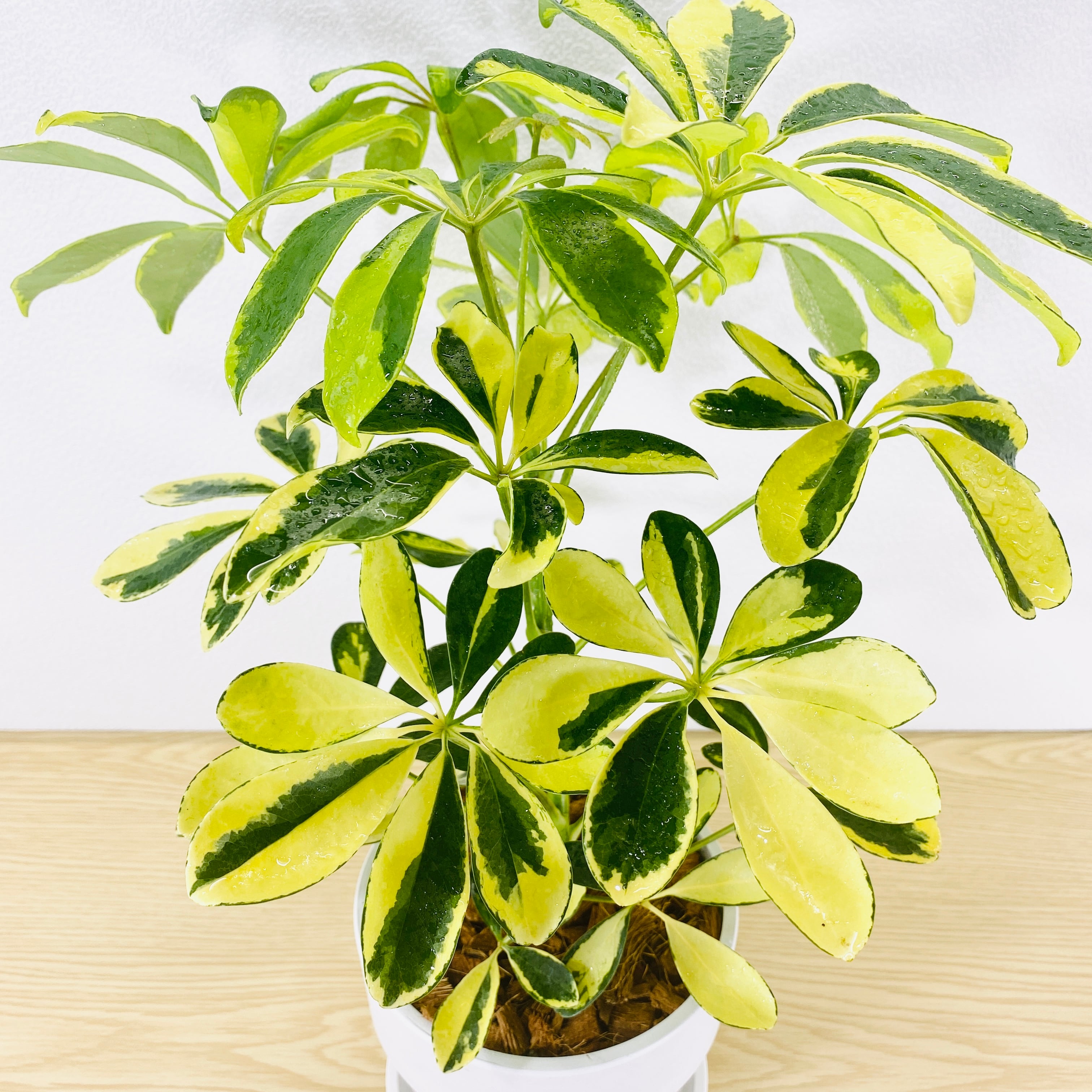 シェフレラ ハッピーイエロー （カポック） [観葉植物・1点もの