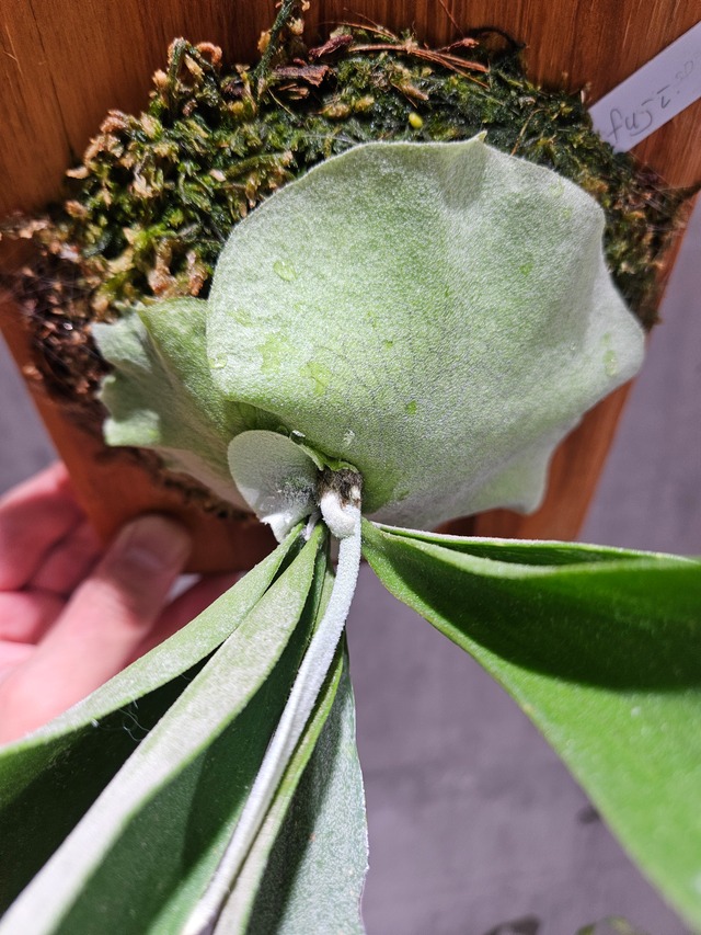 P. Fuji (Lemoinei × TonklaDW)【artPLANTs/PLANTS GARAGE】  ビカクシダ/Platycerium