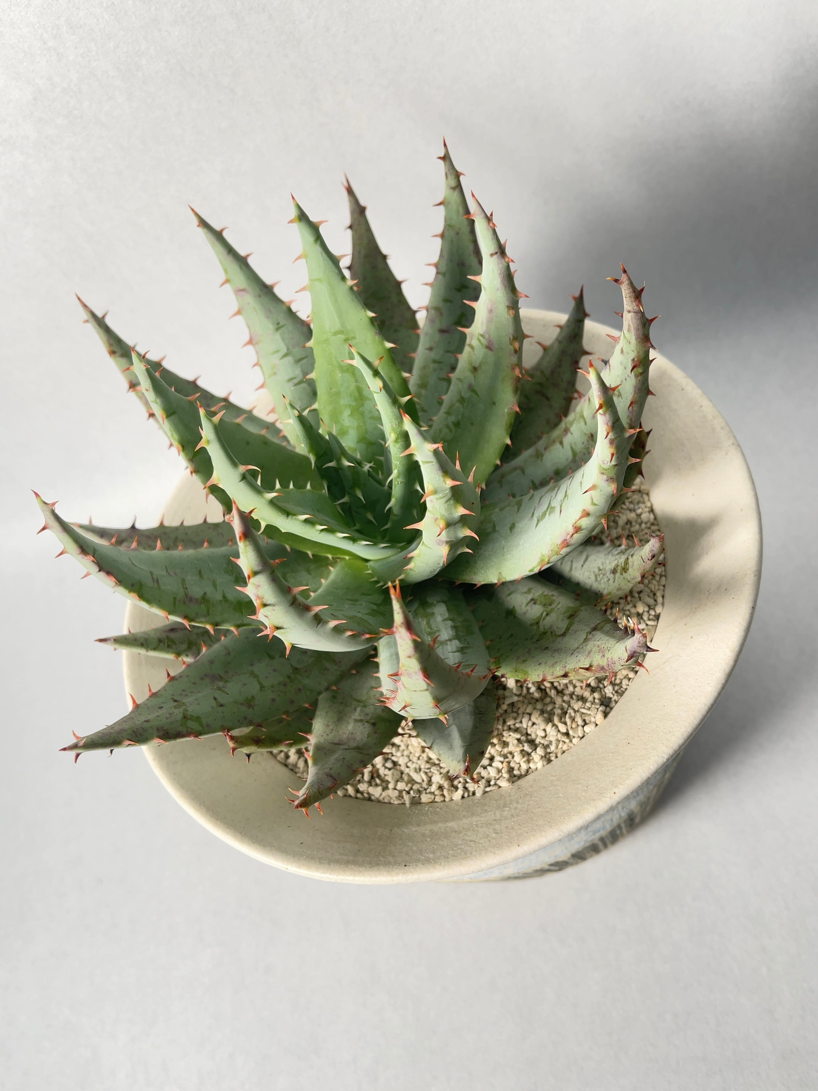 アロエ・ペグレラエ | trigger