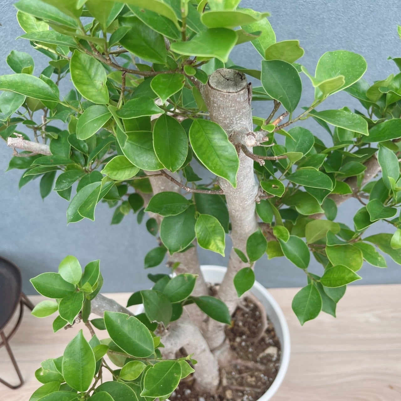 現品］91番 ガジュマル 8号 観葉植物 室内 大型 幹太 | PF green