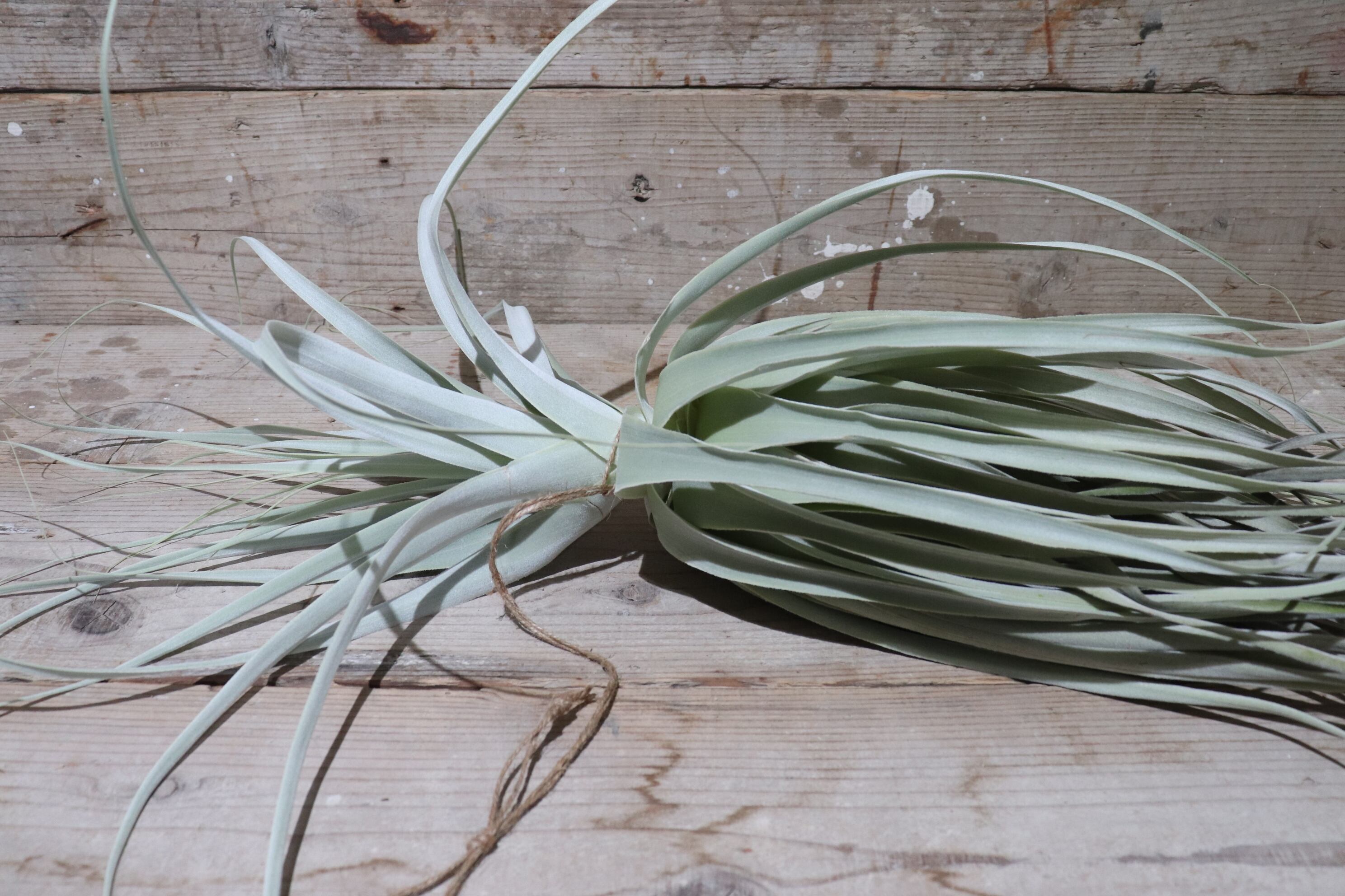 送料込み❗️希少チランジアストラミネアのXXL特大株ですとても美しい銀葉種です‼️1 送料込み❗️希少チランジアストラミネアのXXL特大株ですとても