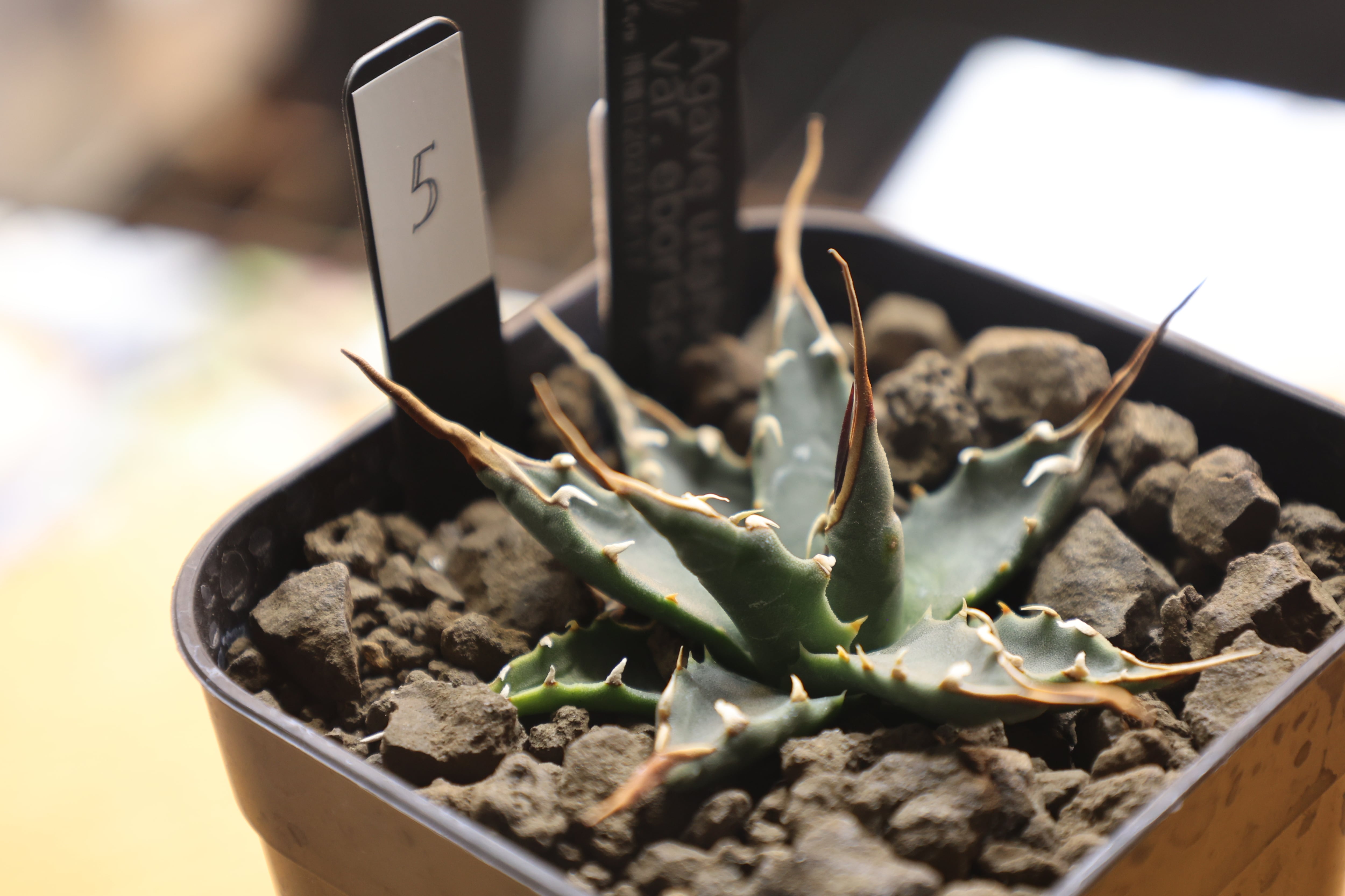 アガベ エボリスピナ 実生 Agave utahensis（実生④） 育成記録