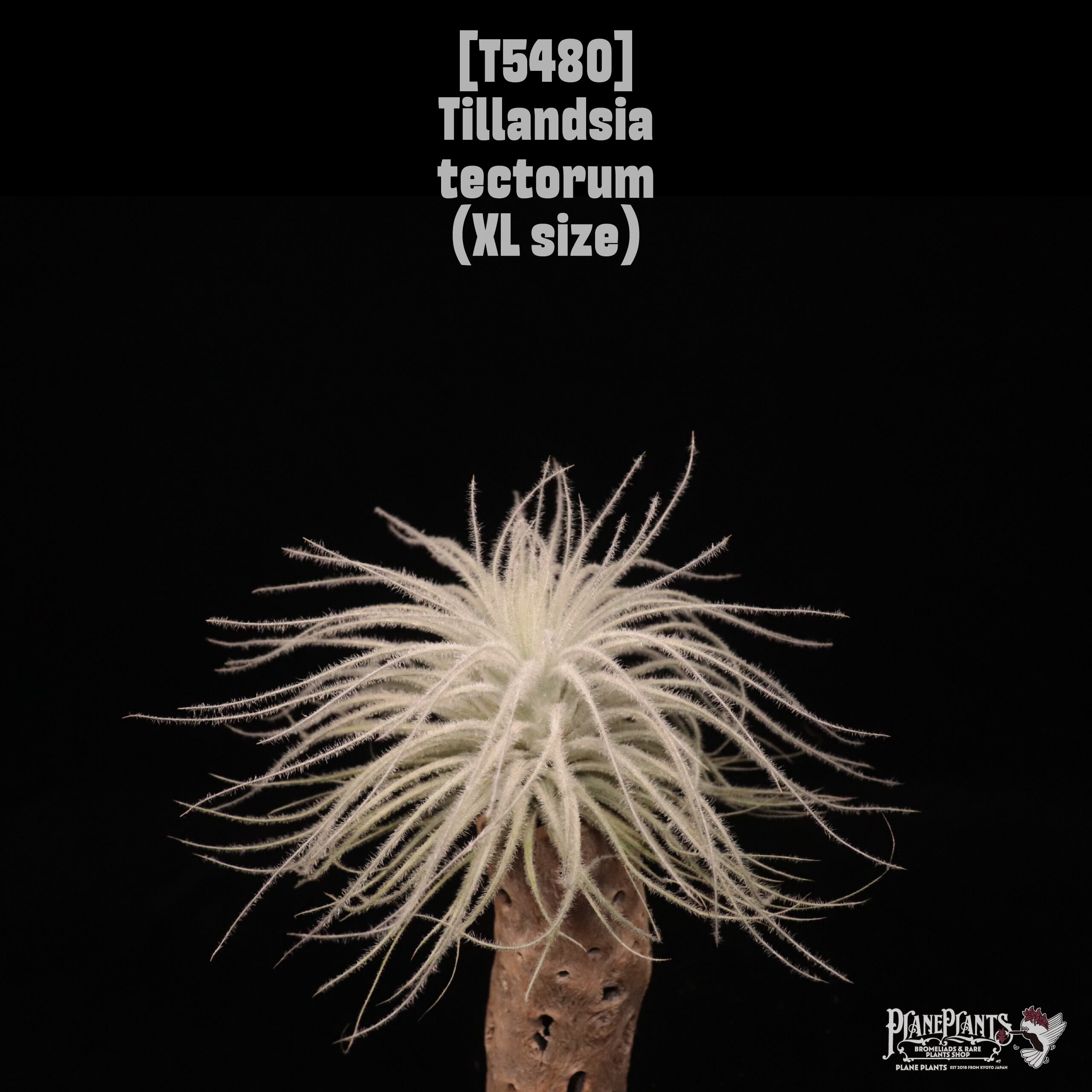 【送料無料】tectorum XL〔エアプランツ〕現品発送T5480
