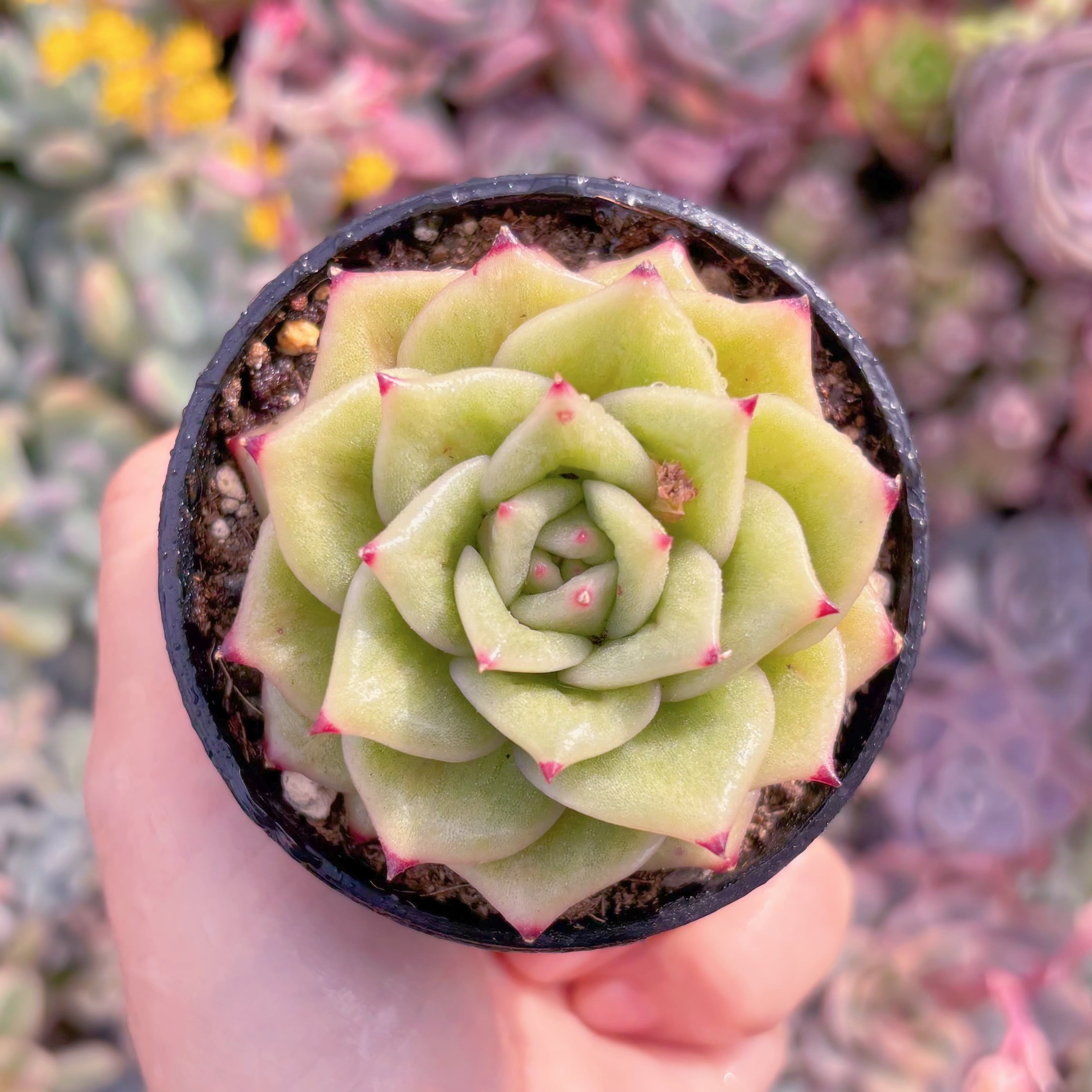 現品　リンクルマリア#857　新入荷　るる農園