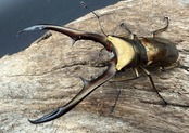《メタリフェルホソアカ亜種サンギレンシス 69mm ペア》