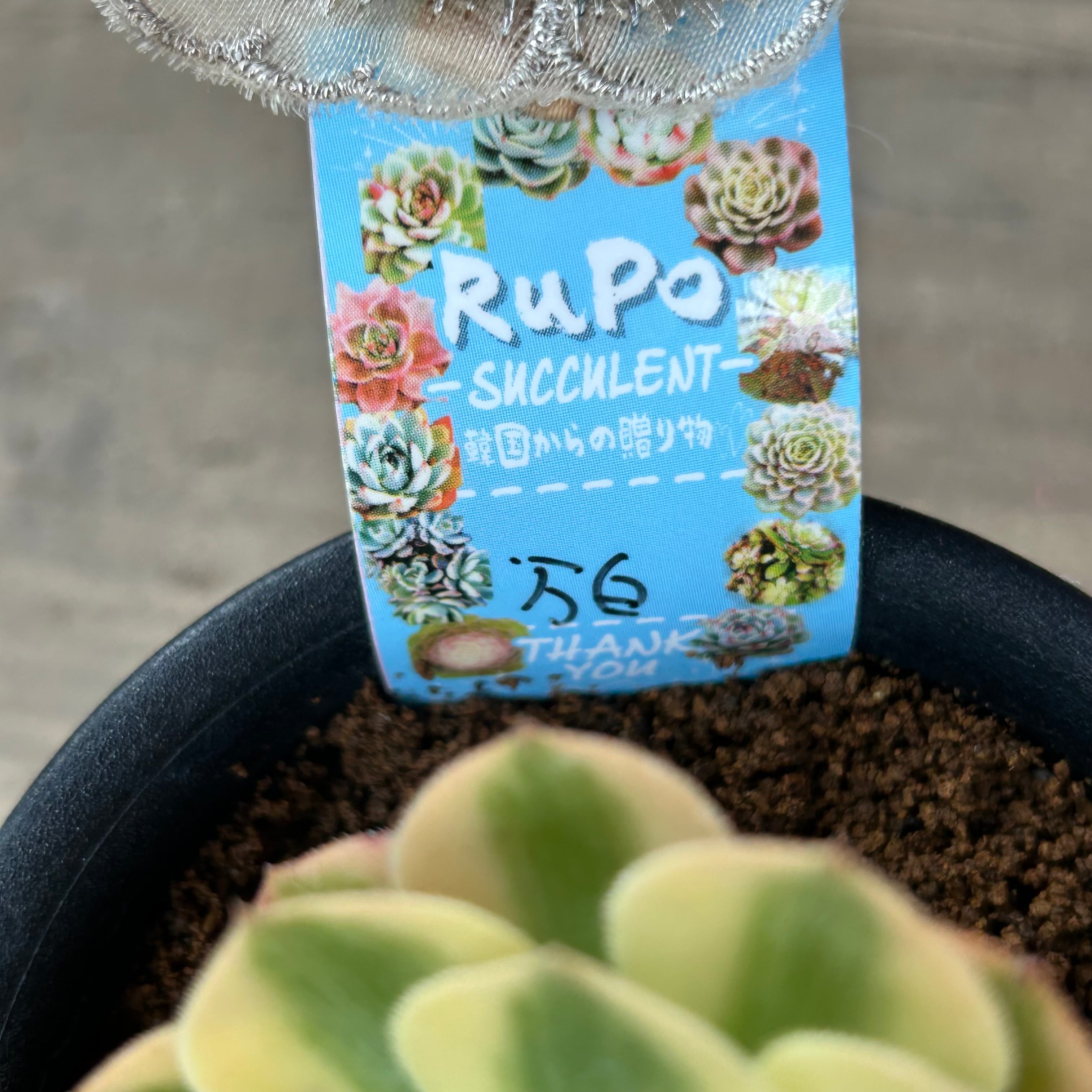 万白(アエオニウム) | RuPo 多肉植物専門店