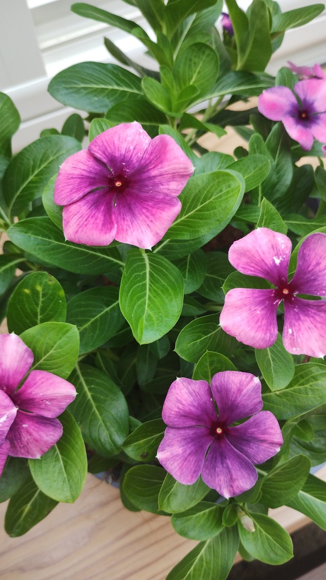 【北島園芸さん】　ビンカ『モネ　アンティーク』