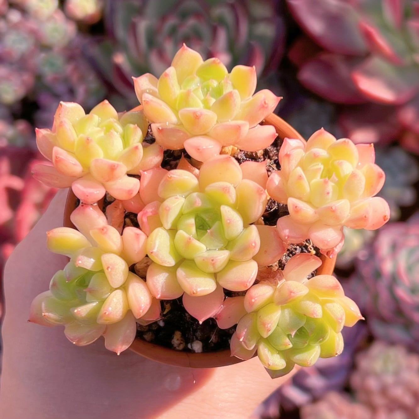 多肉植物 マチカ群生 新入荷 るる農園 | るる農園~多肉植物専門
