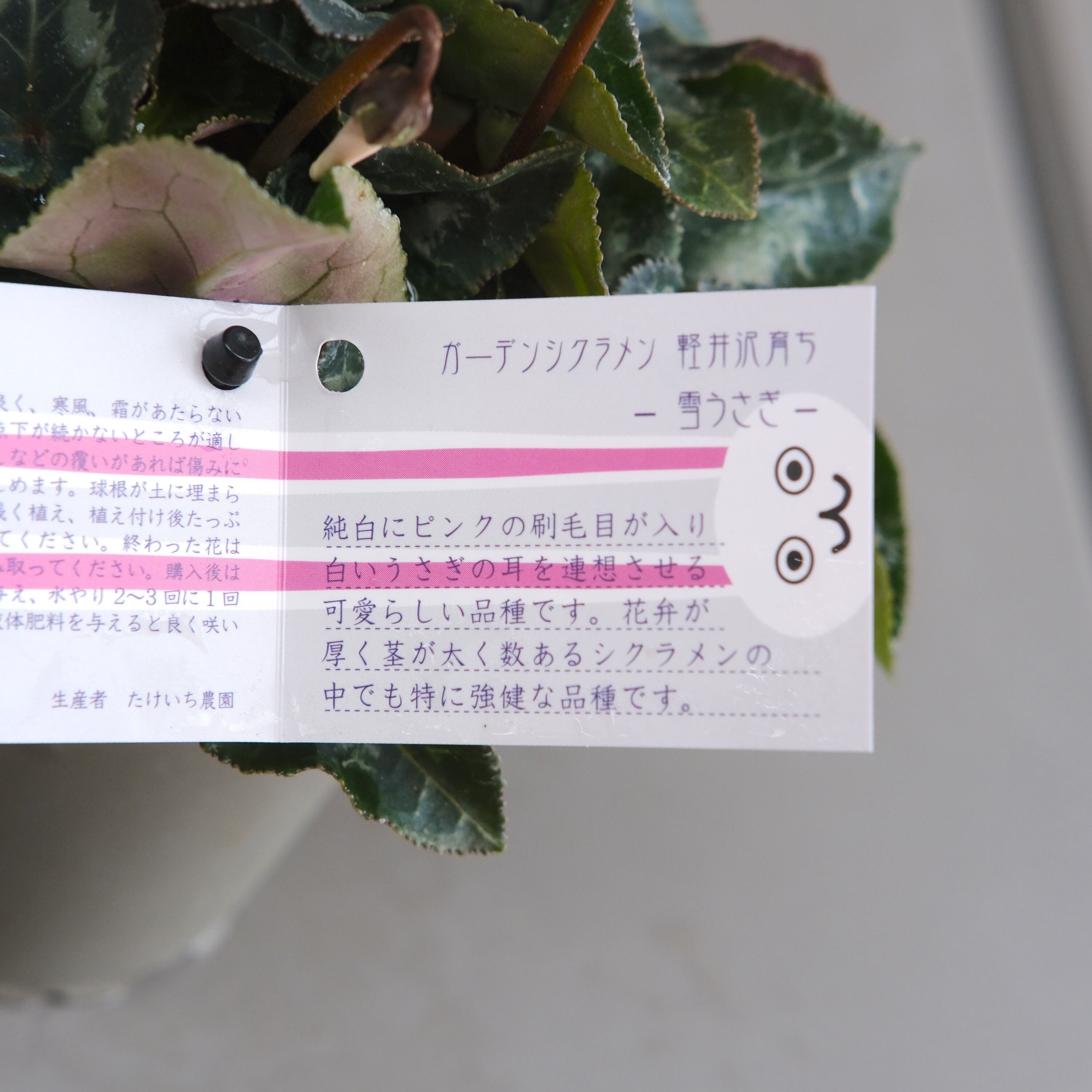 ガーデンシクラメン《 雪うさぎ 》軽井沢育ち 3号鉢 | グリーン