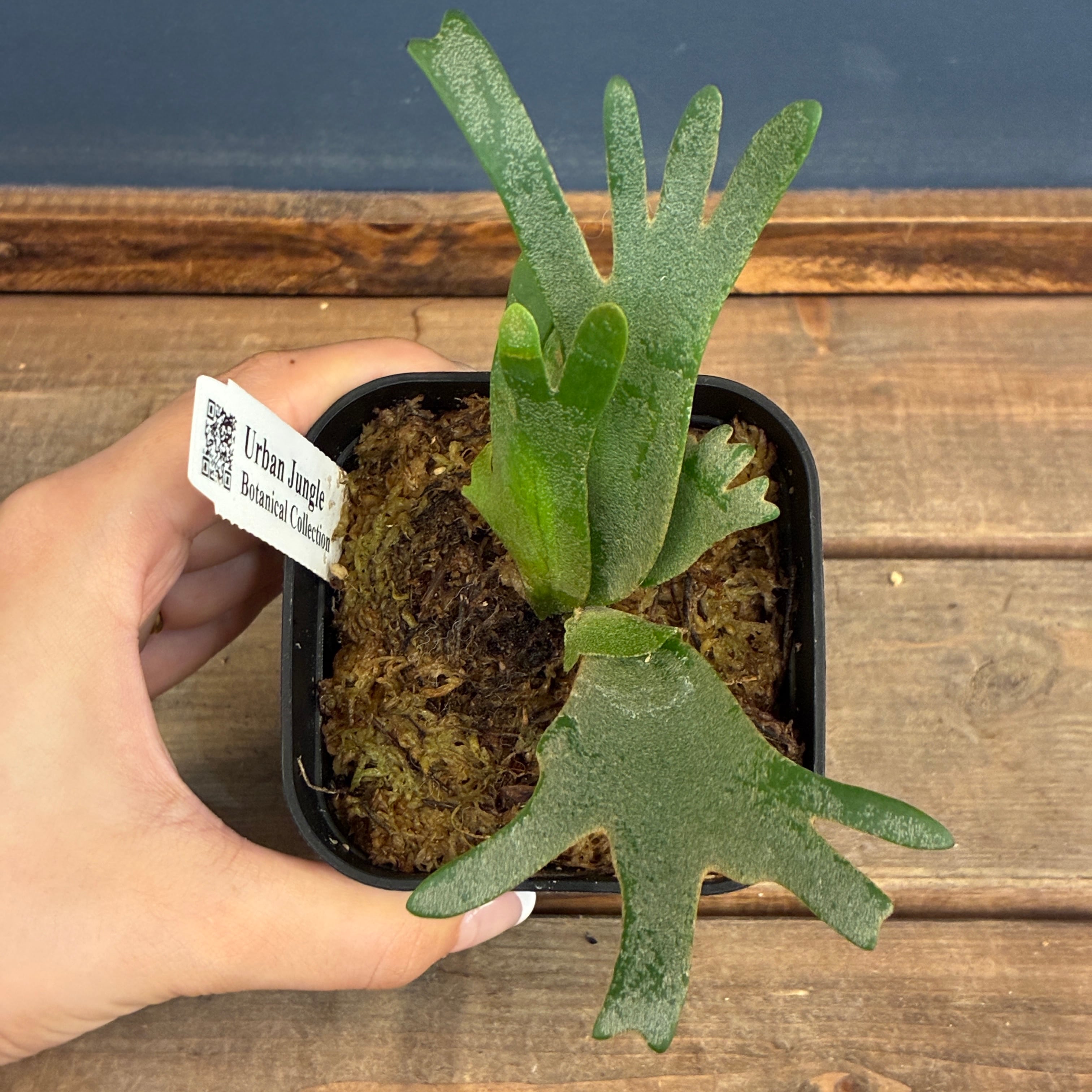 UJ】ビカクシダ P. willinckii 'Golden Boy' Spore【251】【再撮影