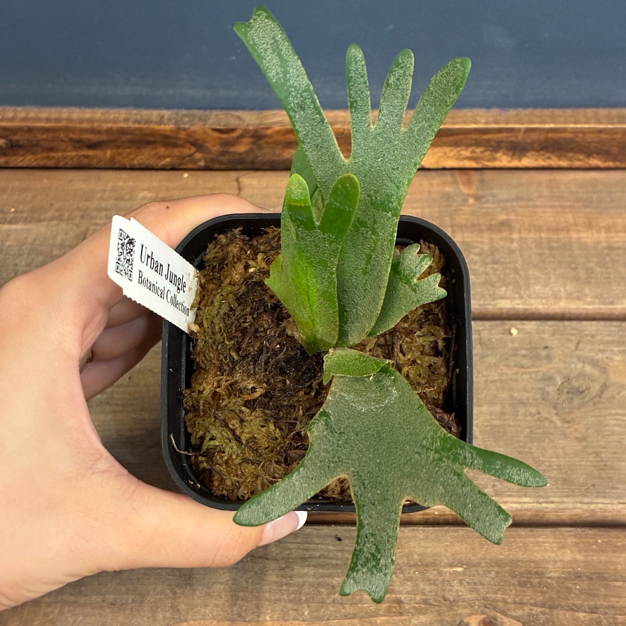 【UJ】ビカクシダ P. willinckii 'Golden Boy' Spore【251】【再撮影】