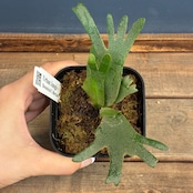 【UJ】ビカクシダ P. willinckii 'Golden Boy' Spore【251】【再撮影】