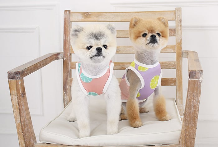 犬服 レモン柄キャミワンピ DM ハンドメイド 犬服 レモン柄キャミワンピ DM ハンドメイド