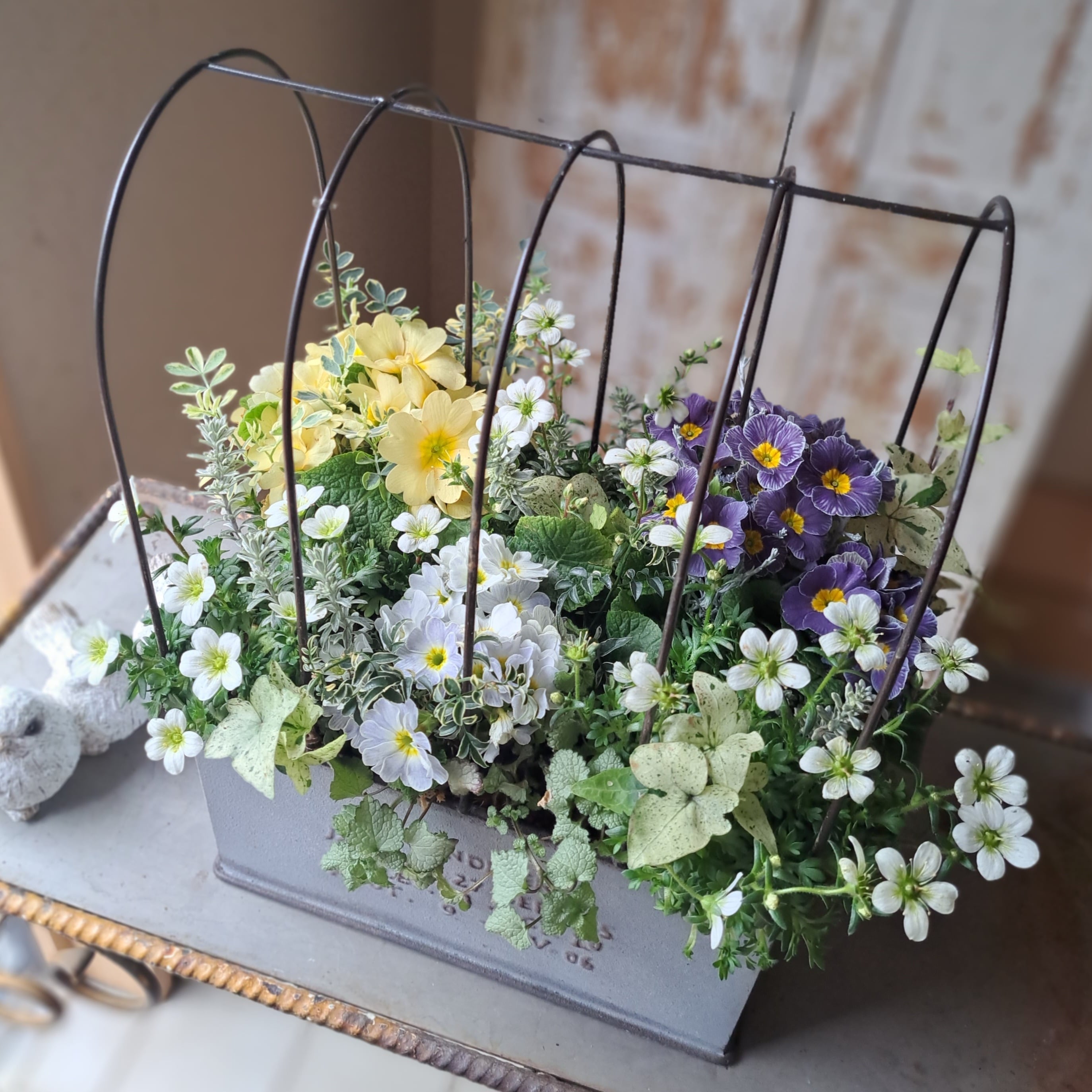 プリムラジュリアンモネと雲間草のゲージギャザリング | はなにわ