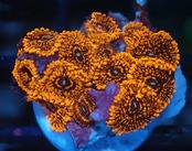 Zoanthus ToxicRed FromJakarta 1