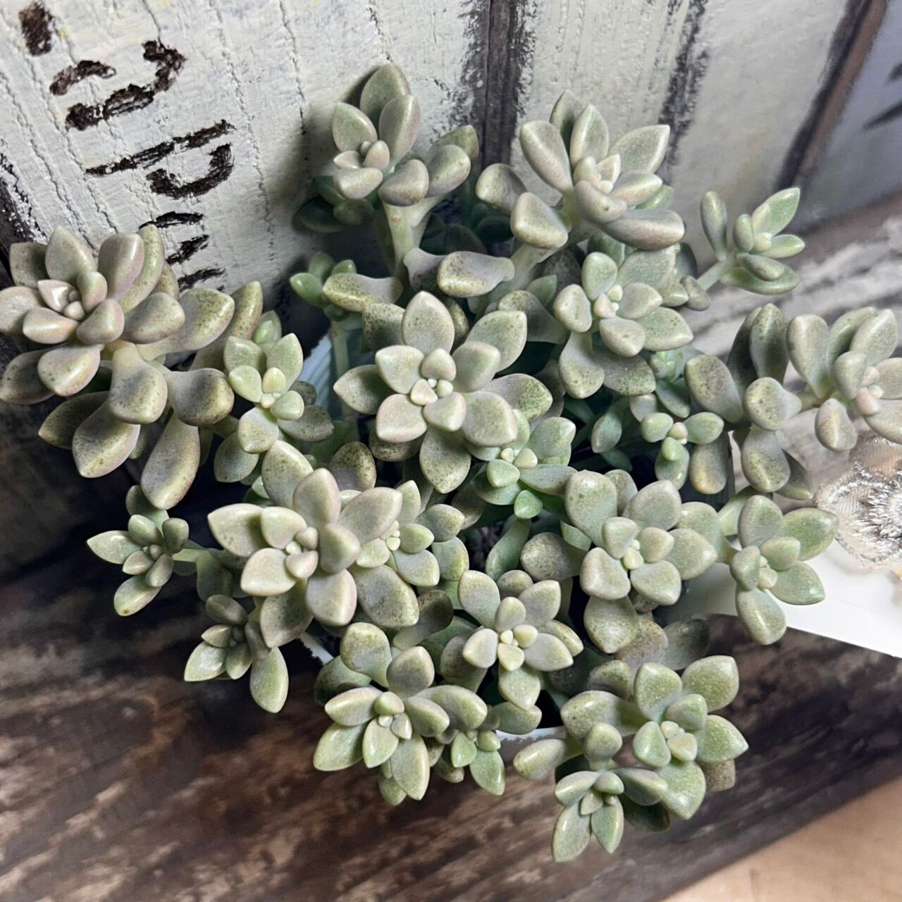 ぶーさま。ぷくぷく クルルイ クルーイ 韓国苗 可愛い ぷっくり