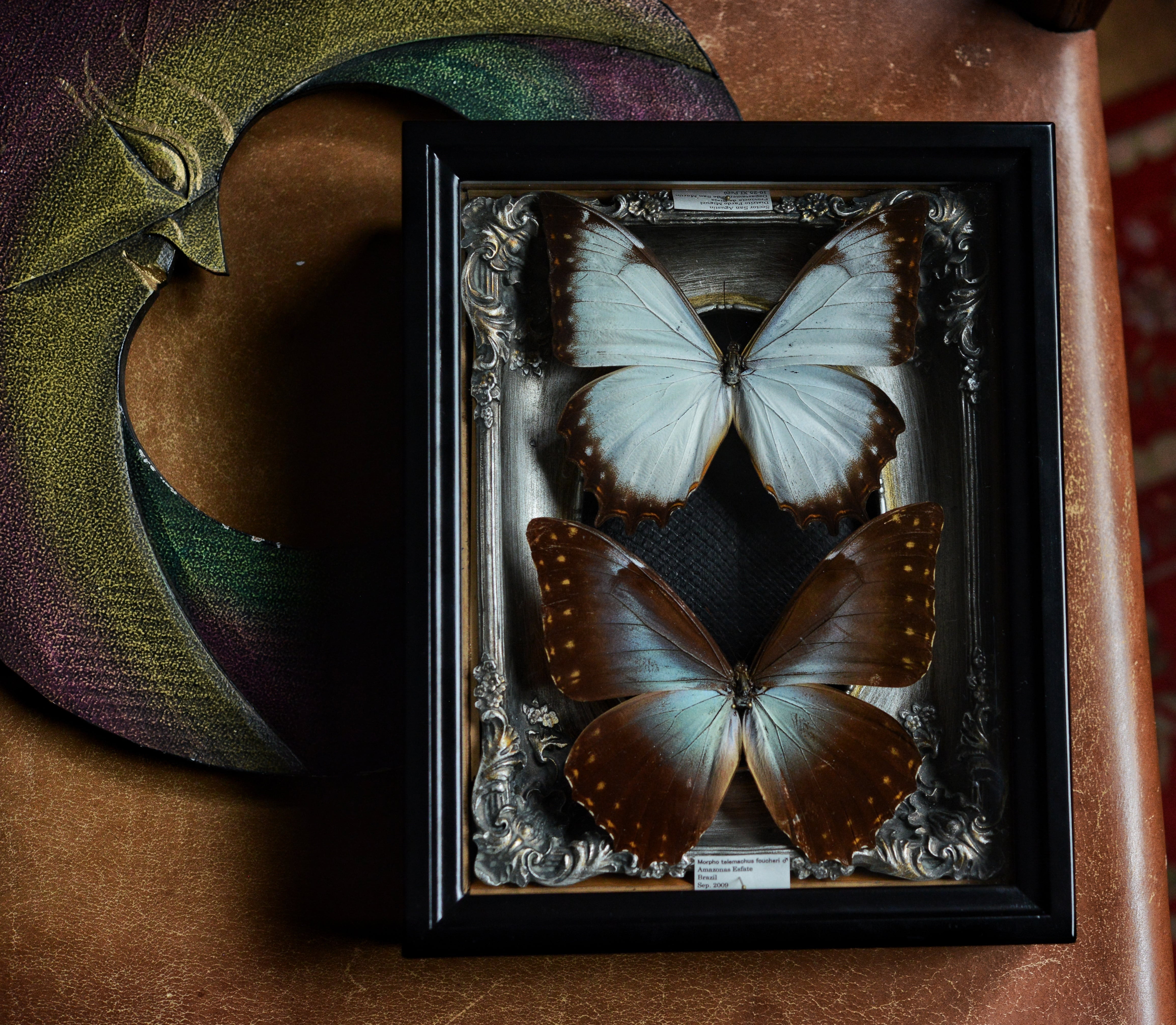 Papilio ulysses | 虫取翁