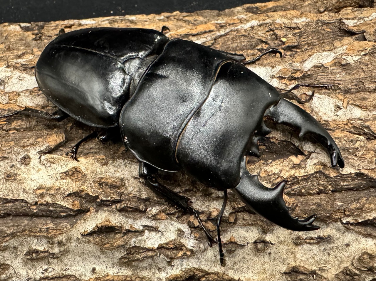 【WD】《アルキデスヒラタ 82mm L33-34mm ペア》