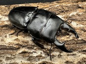 【WD】《アルキデスヒラタ 82mm L33-34mm ペア》