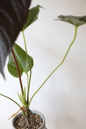 【M】アンスリウム ロムズレッド/Anthurium ※陶器鉢付き