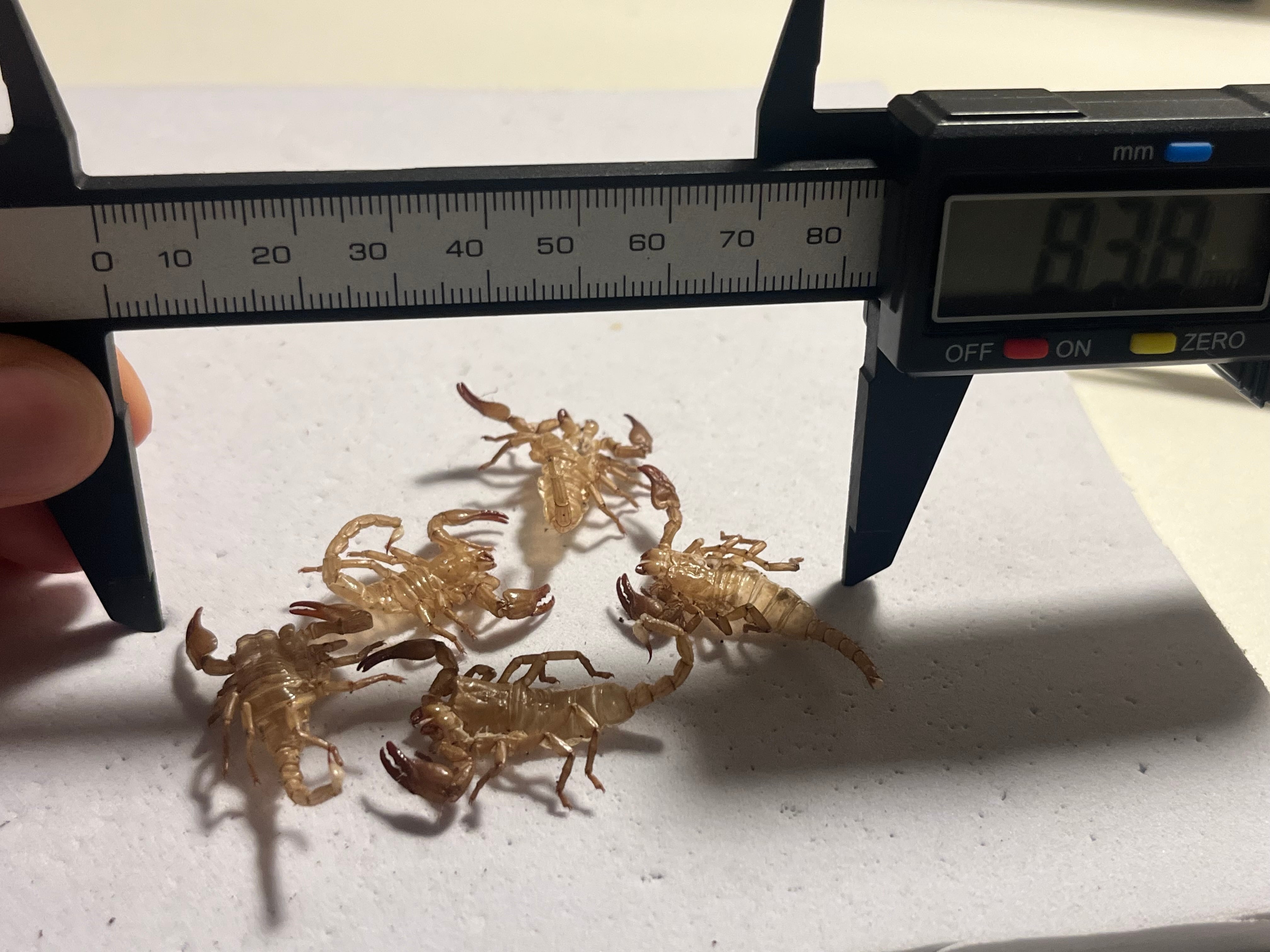 5匹set】4齢のダイオウサソリの脱皮殻標本 エンペラースコーピオン