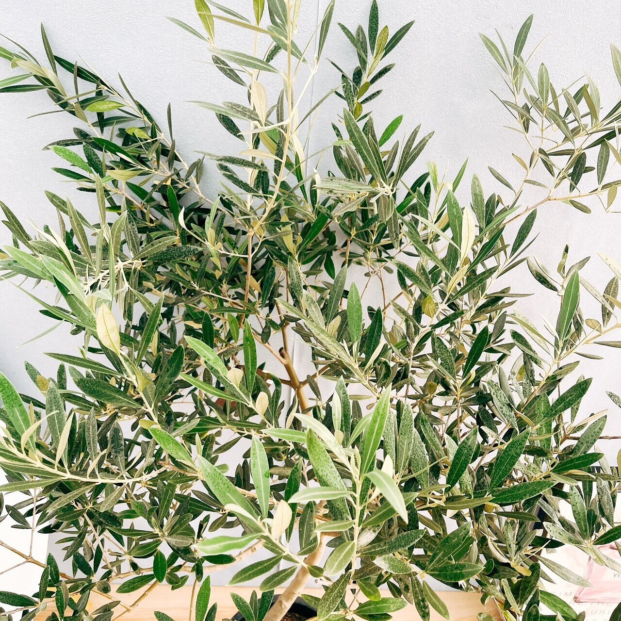 現品］32番 創樹 オリーブ ピクアル 7号 観葉植物 屋外 オリーブの木