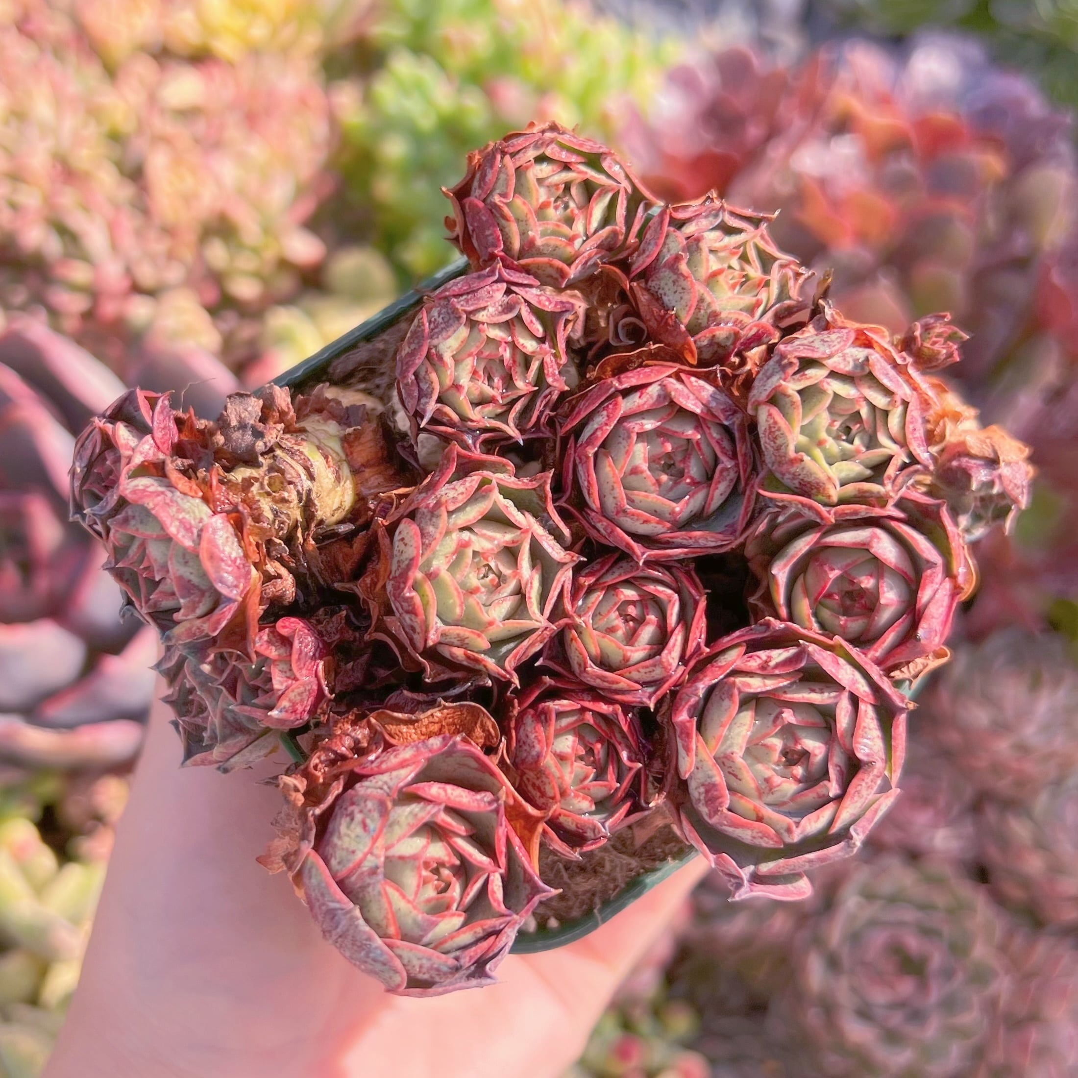 現品　ヨロッパロンギシマ#M188　るる農園