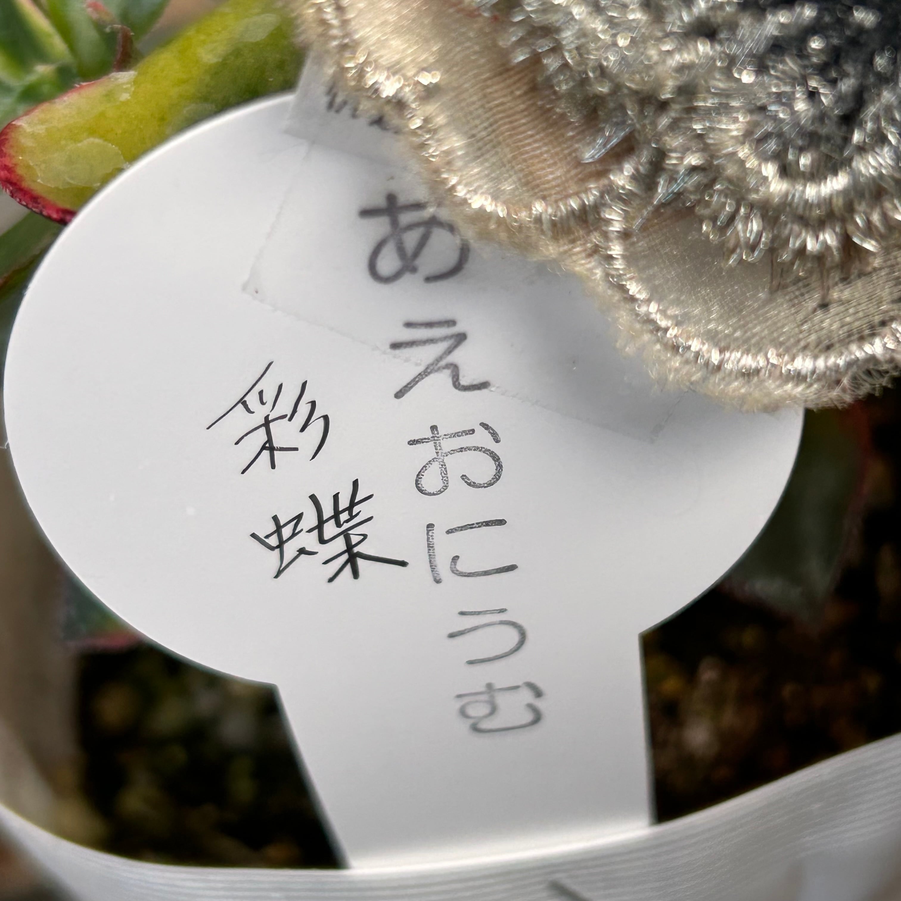 彩蝶 アエオニウム | RuPo 多肉植物専門店