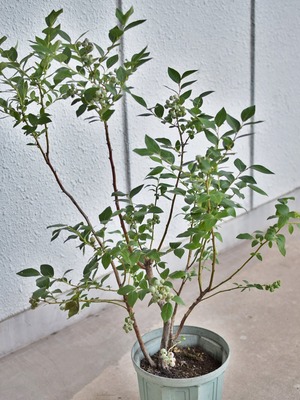 現品限りこだわりの植物：大実ブルーベリー鉢ブリジッタ（2106100）