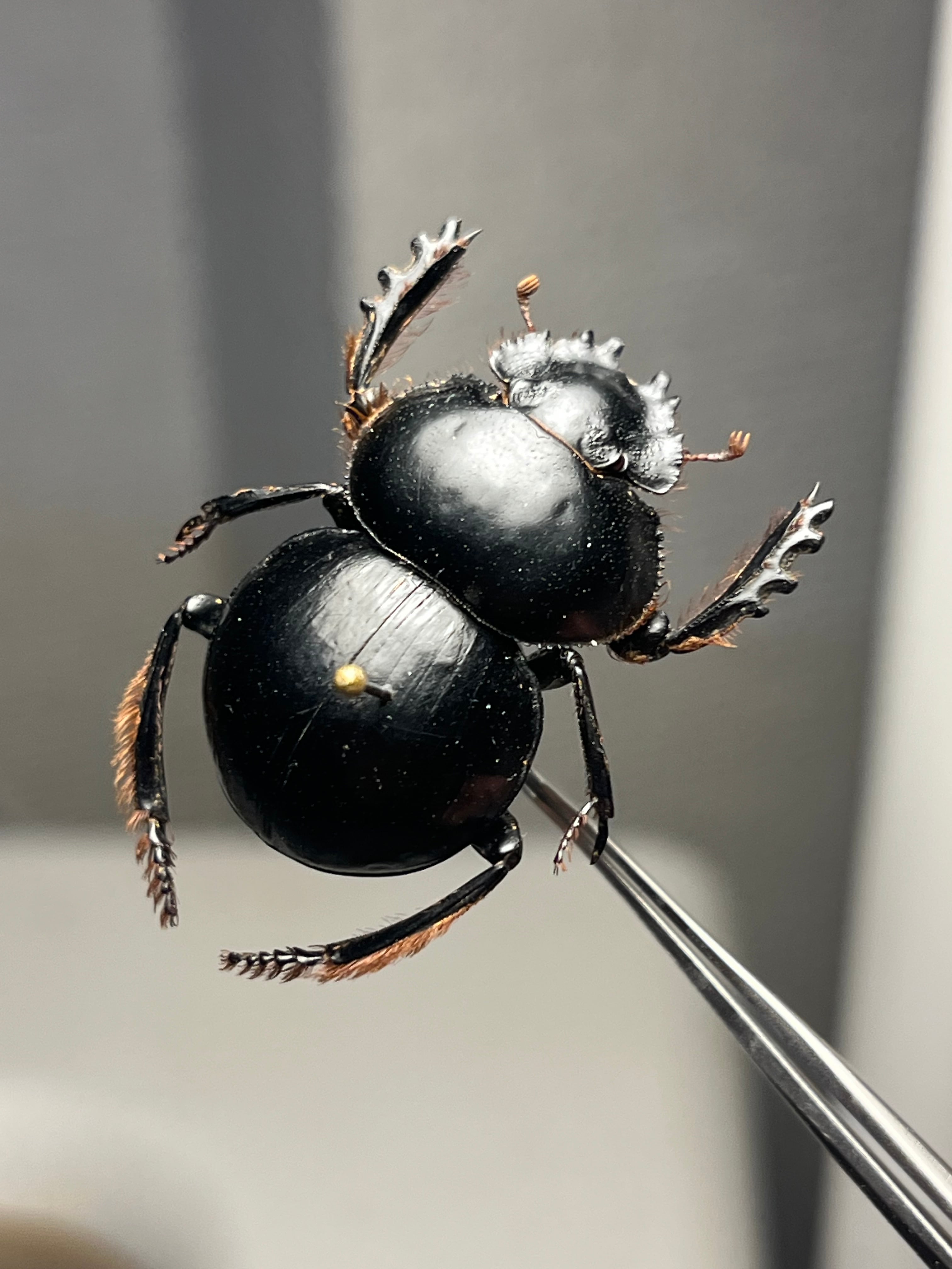 【29mm♂】クモガタタマオシコガネに酷似のPachysoma schinzi 27mm♀】クモガタタマオシコガネに酷似のPachysoma schinzi 糞虫