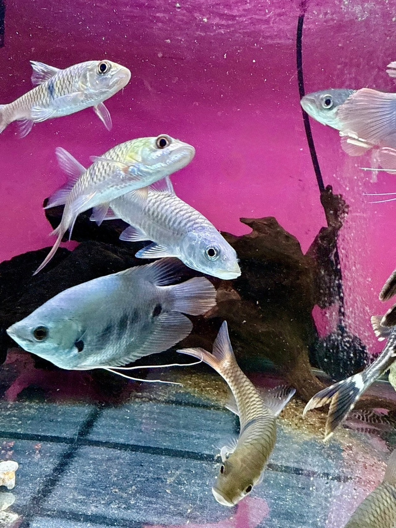 ゴールデンマハシール - 2