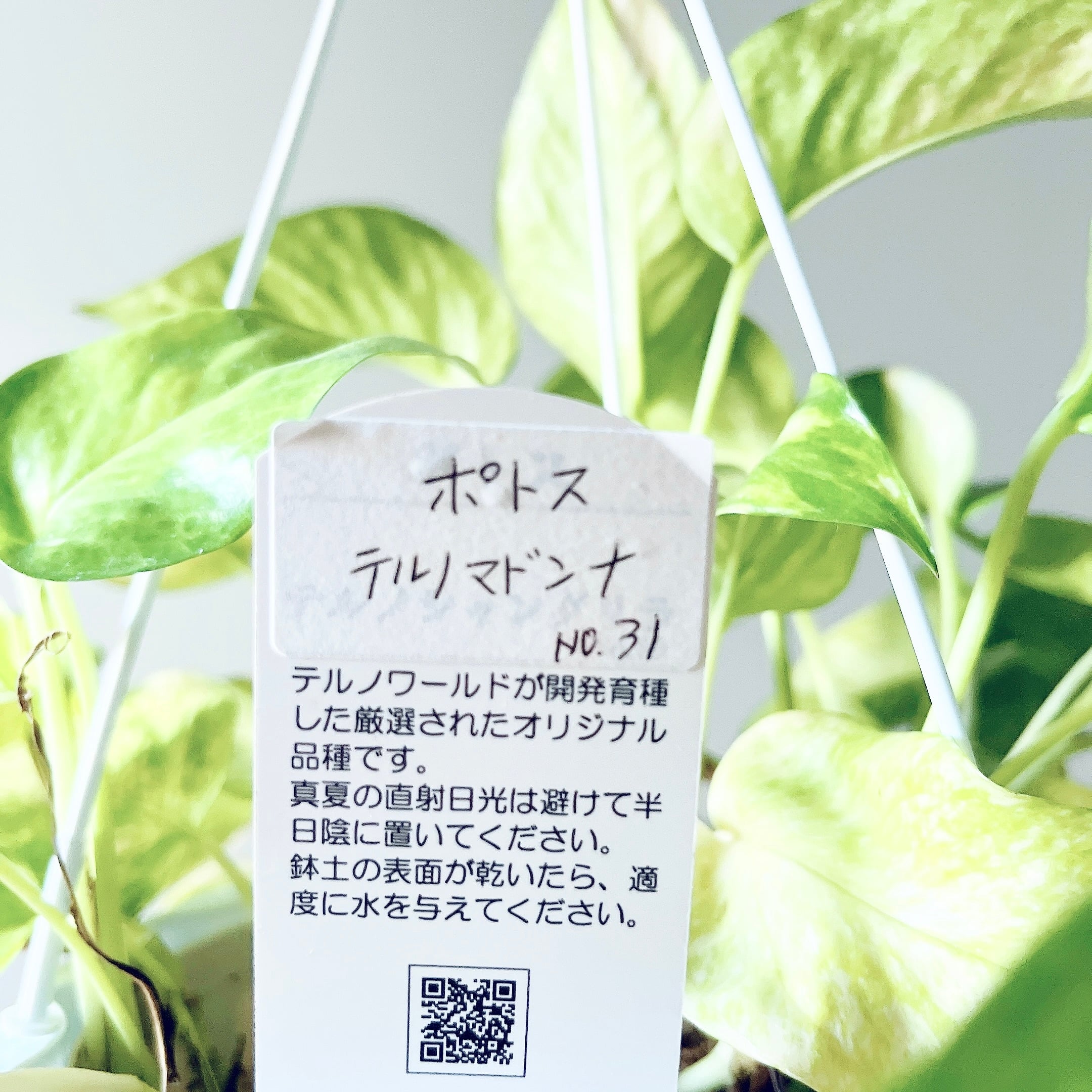 お部屋を明るく ポトス テルノマドンナ 観葉植物 calm cafe | calm
